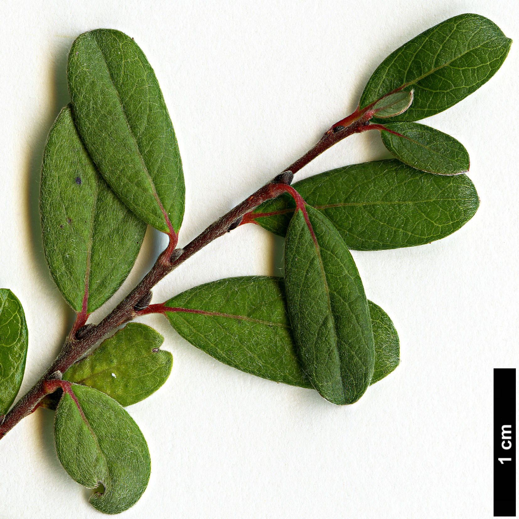 High resolution image: Family: Salicaceae - Genus: Salix - Taxon: hylematica