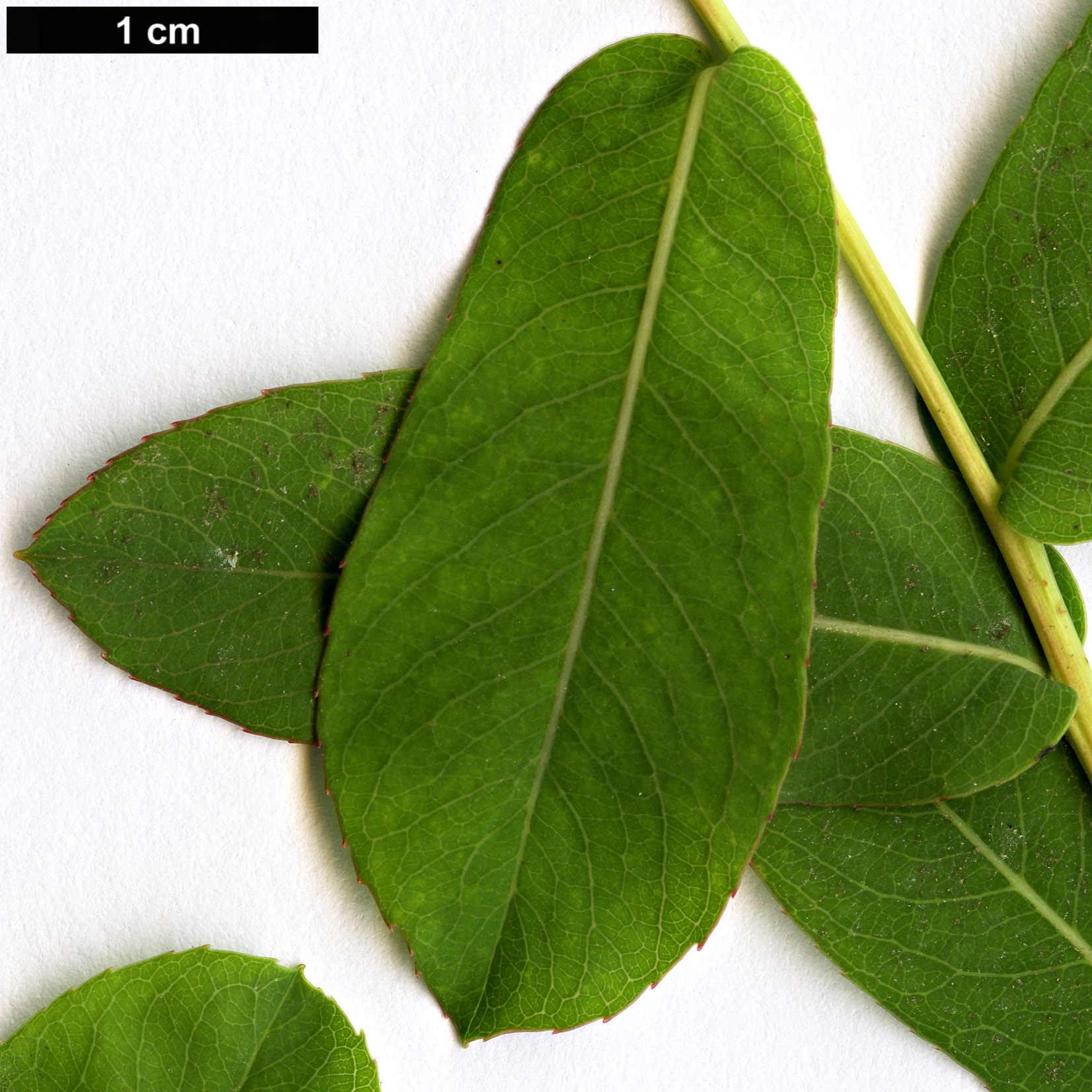 High resolution image: Family: Salicaceae - Genus: Salix - Taxon: integra