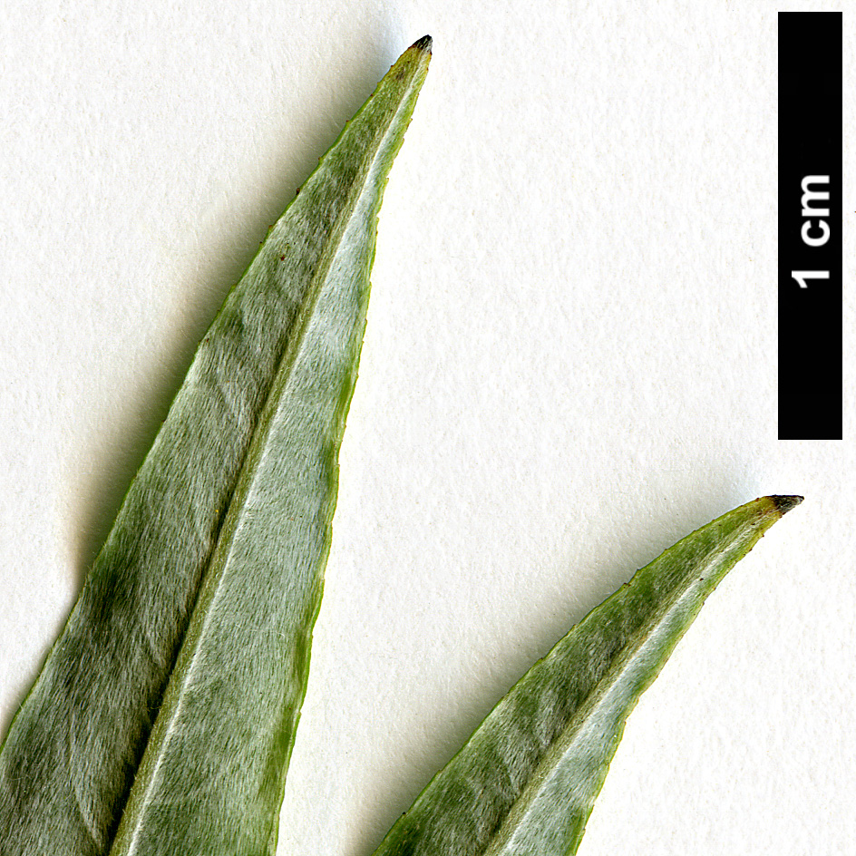 High resolution image: Family: Salicaceae - Genus: Salix - Taxon: kinuyanagi