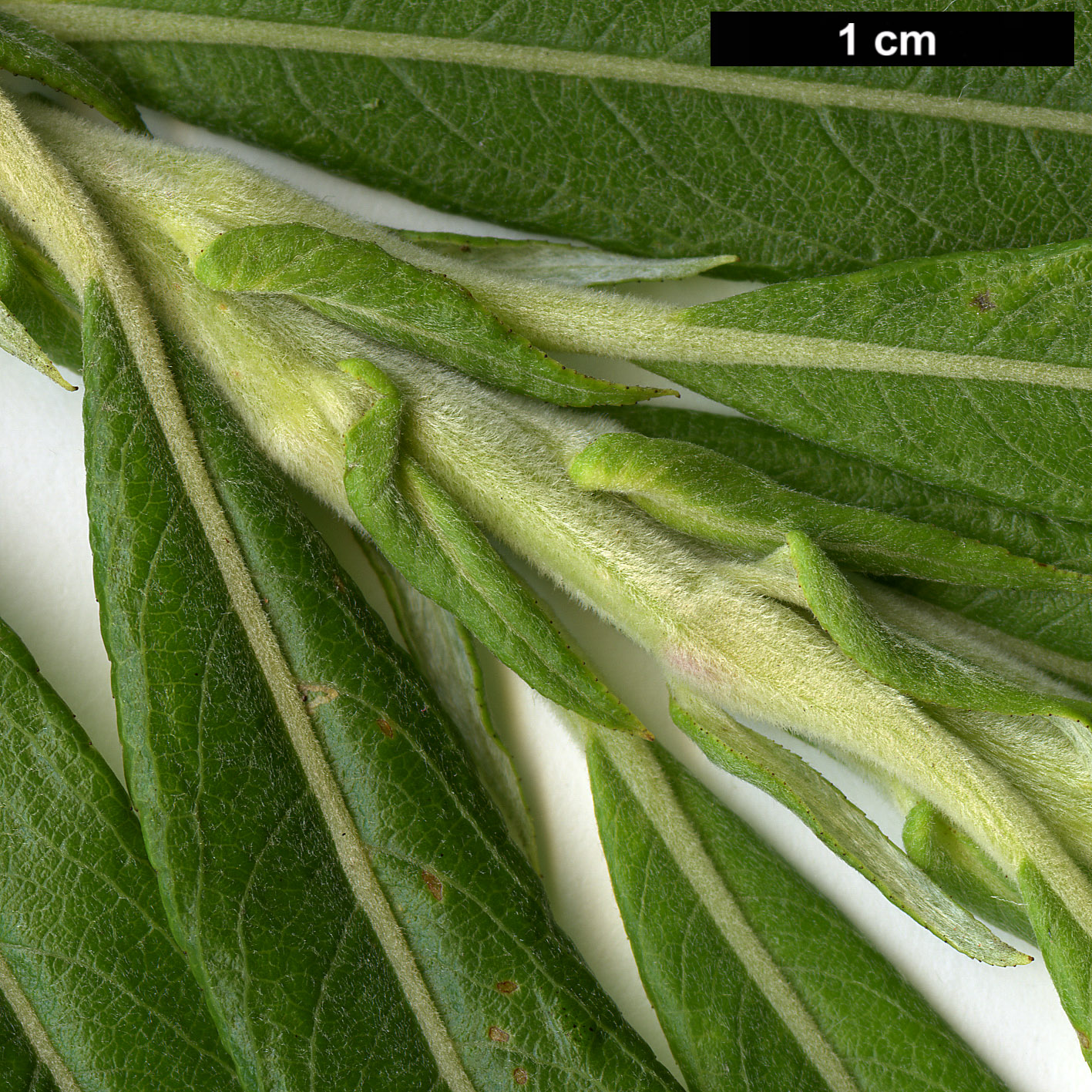 High resolution image: Family: Salicaceae - Genus: Salix - Taxon: kinuyanagi