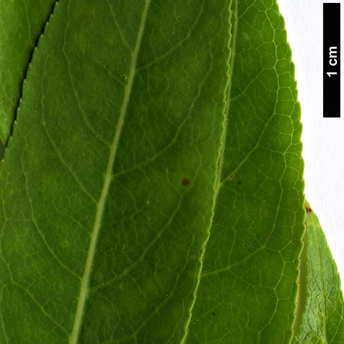 High resolution image: Family: Salicaceae - Genus: Salix - Taxon: lasiandra