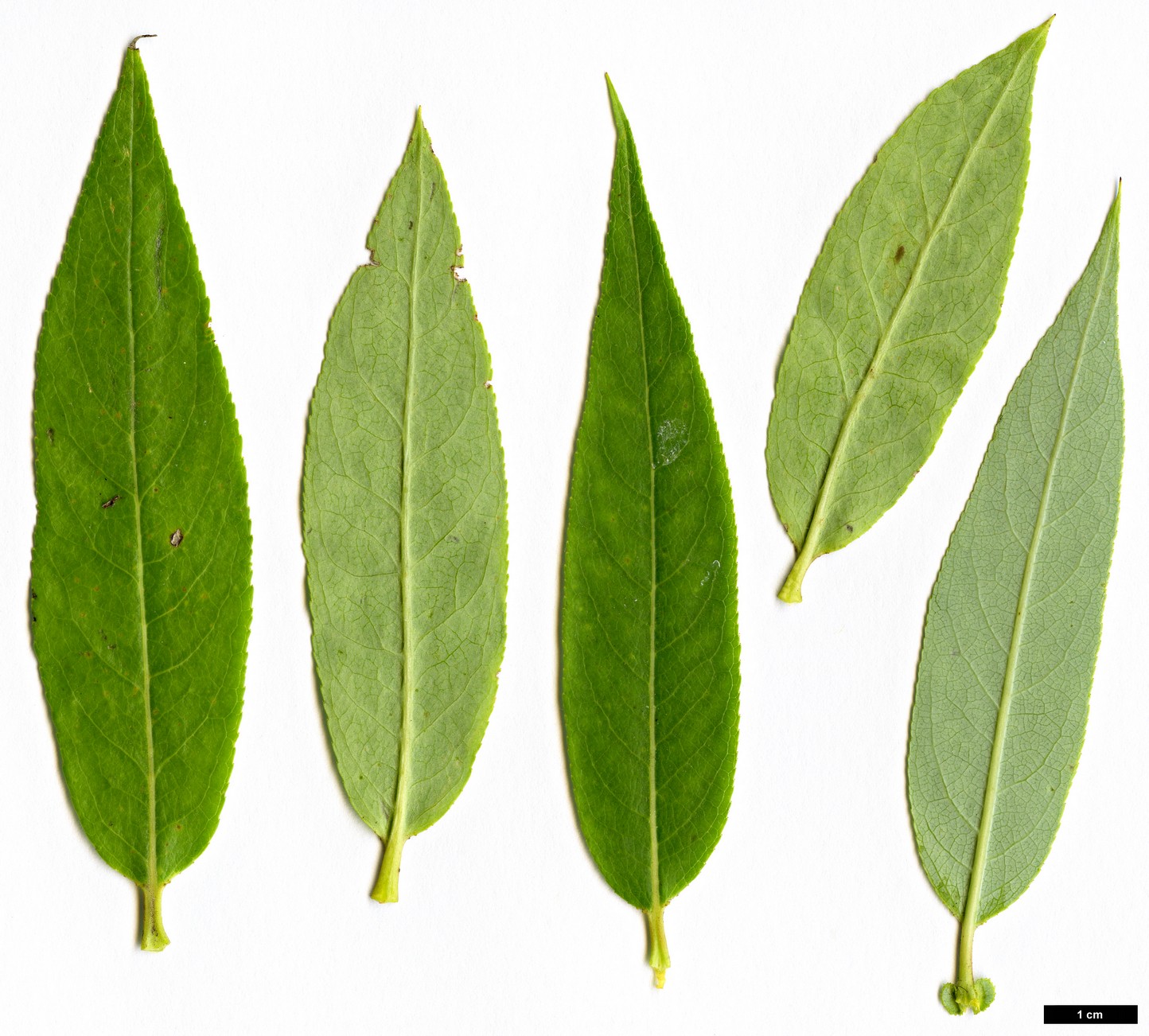 High resolution image: Family: Salicaceae - Genus: Salix - Taxon: lasiandra