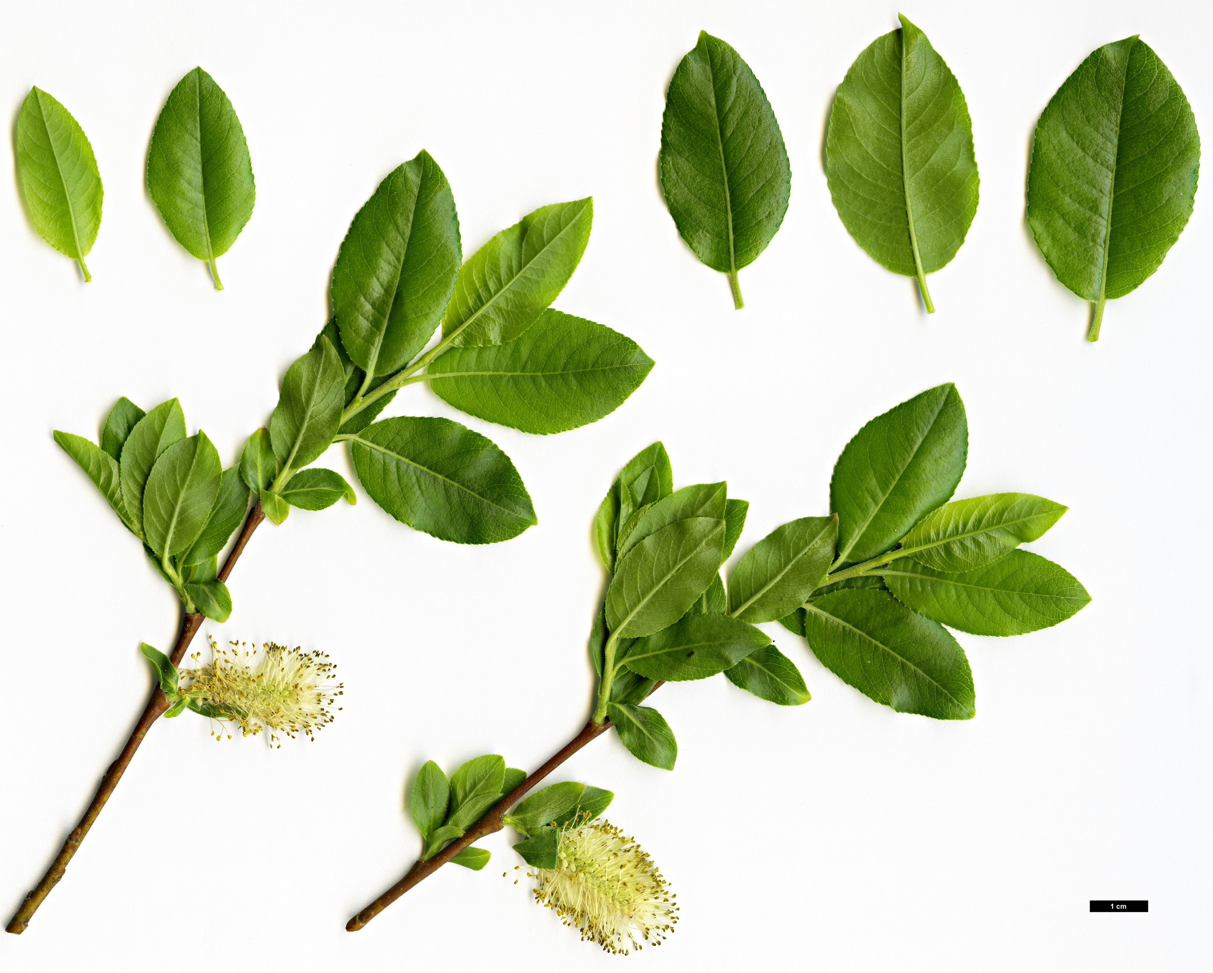 High resolution image: Family: Salicaceae - Genus: Salix - Taxon: mielichhoferi