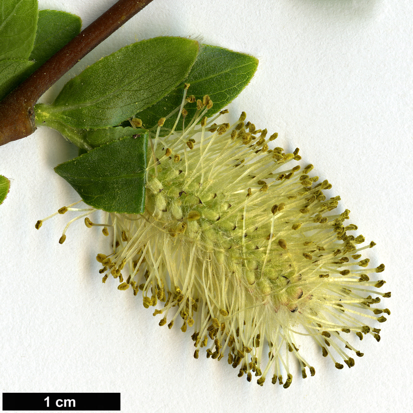 High resolution image: Family: Salicaceae - Genus: Salix - Taxon: mielichhoferi
