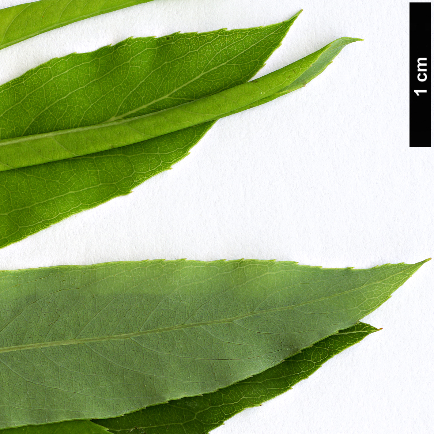 High resolution image: Family: Salicaceae - Genus: Salix - Taxon: miyabeana High resolution image: Family: Salicaceae - Genus: Salix - Taxon: miyabeana