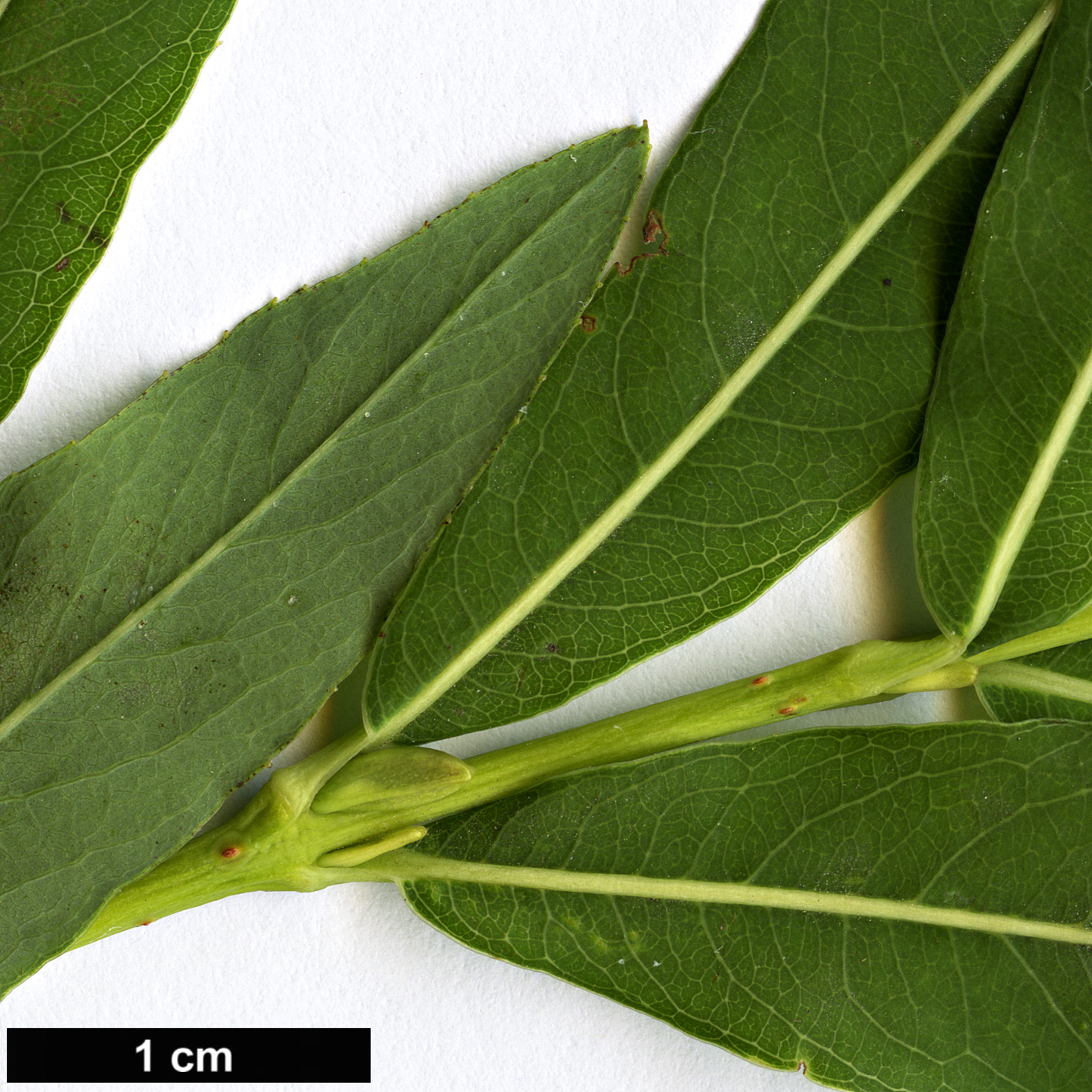 High resolution image: Family: Salicaceae - Genus: Salix - Taxon: miyabeana
