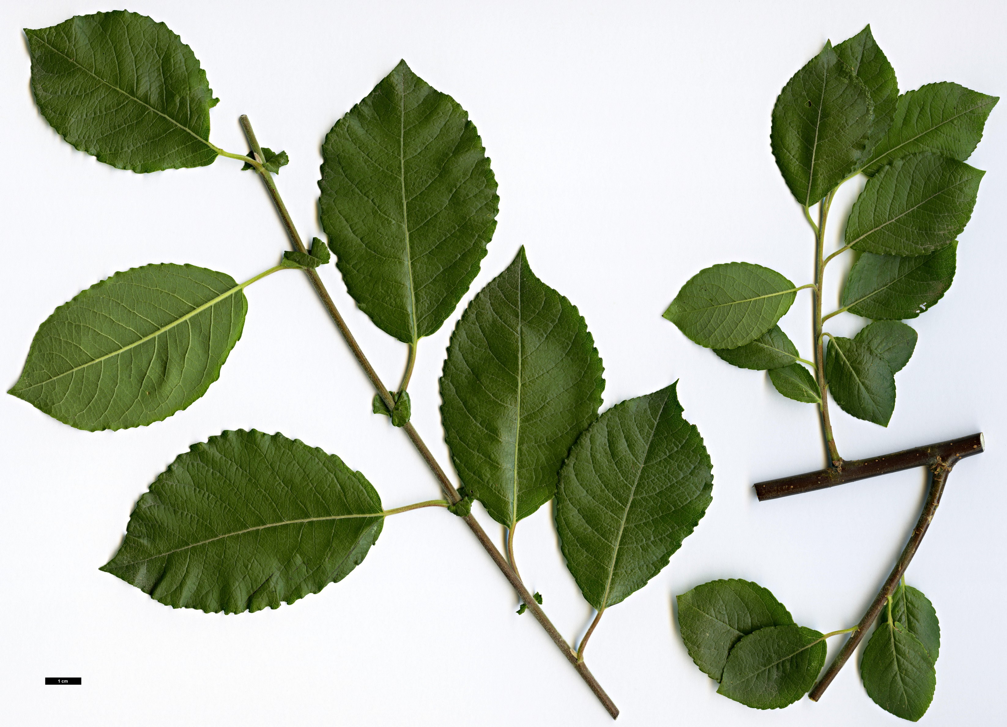 High resolution image: Family: Salicaceae - Genus: Salix - Taxon: myrsinifolia