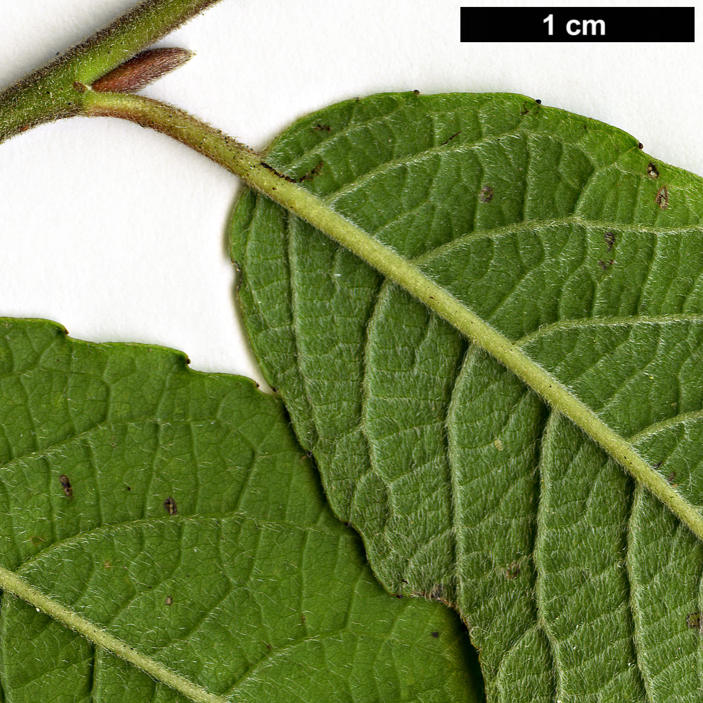 High resolution image: Family: Salicaceae - Genus: Salix - Taxon: myrsinifolia High resolution image: Family: Salicaceae - Genus: Salix - Taxon: myrsinifolia