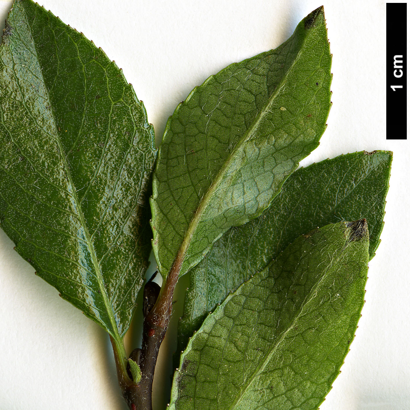 High resolution image: Family: Salicaceae - Genus: Salix - Taxon: myrsinites