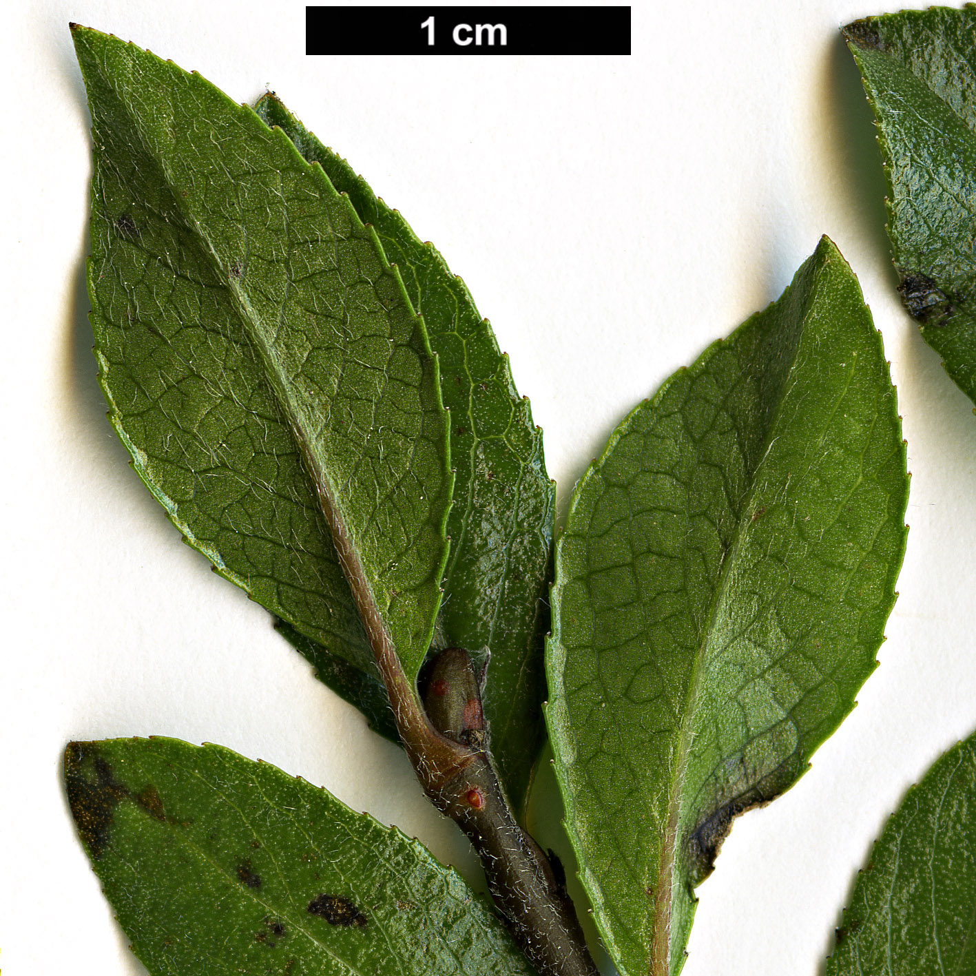 High resolution image: Family: Salicaceae - Genus: Salix - Taxon: myrsinites