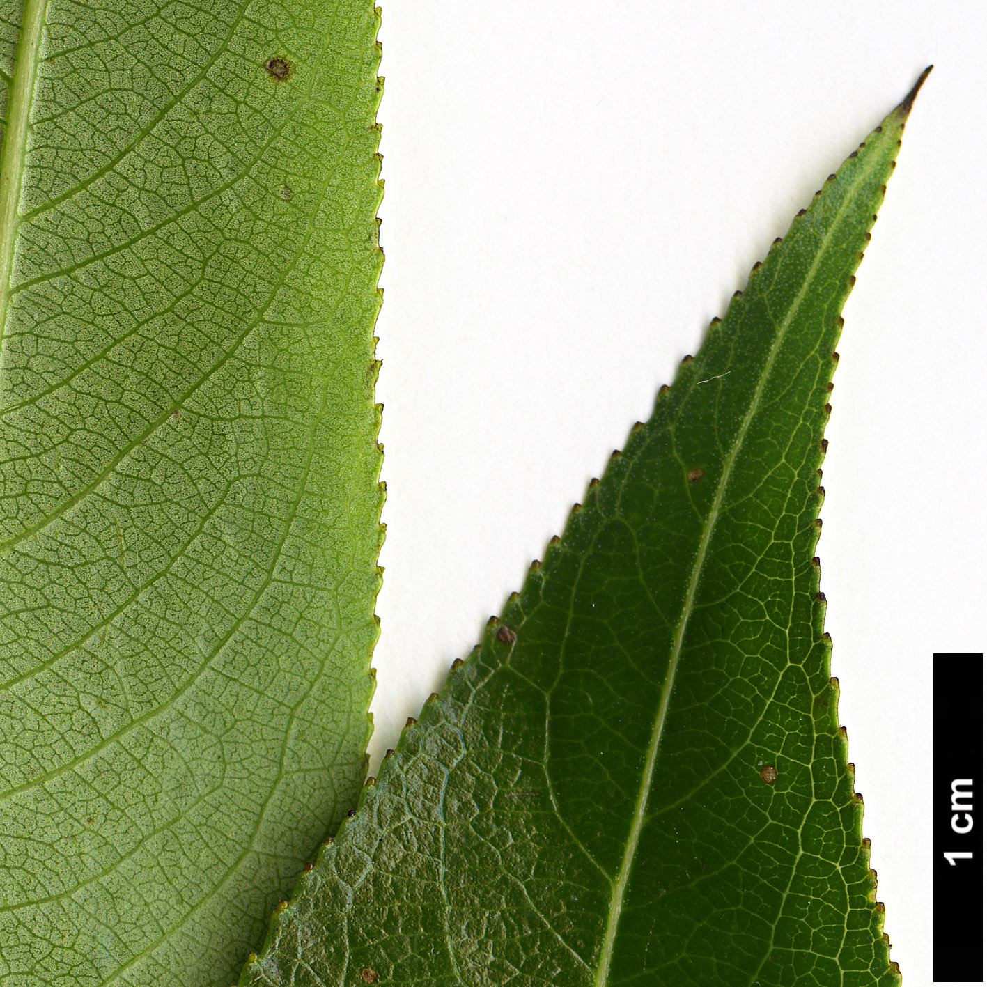 High resolution image: Family: Salicaceae - Genus: Salix - Taxon: pentandra