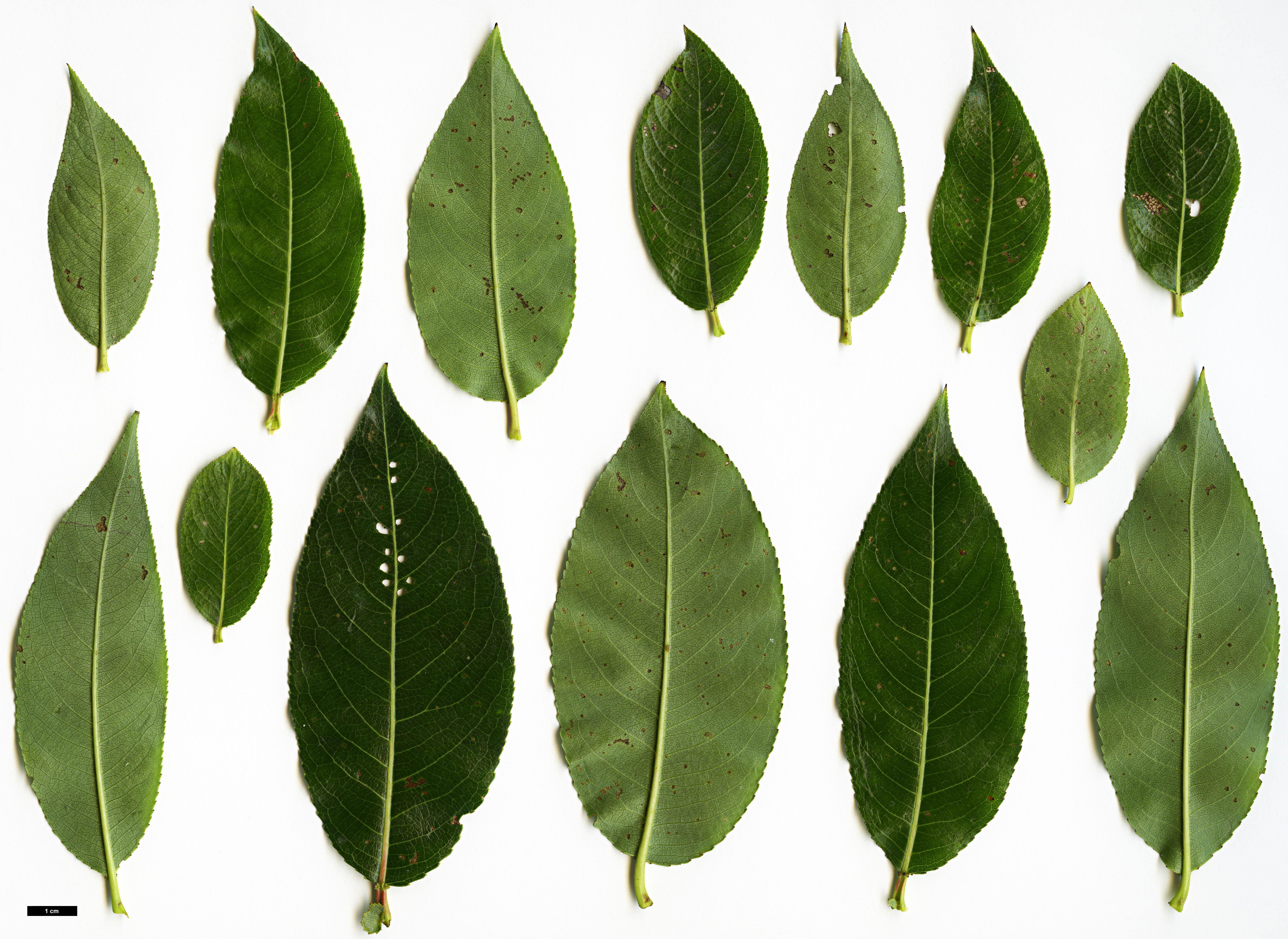 High resolution image: Family: Salicaceae - Genus: Salix - Taxon: pentandra