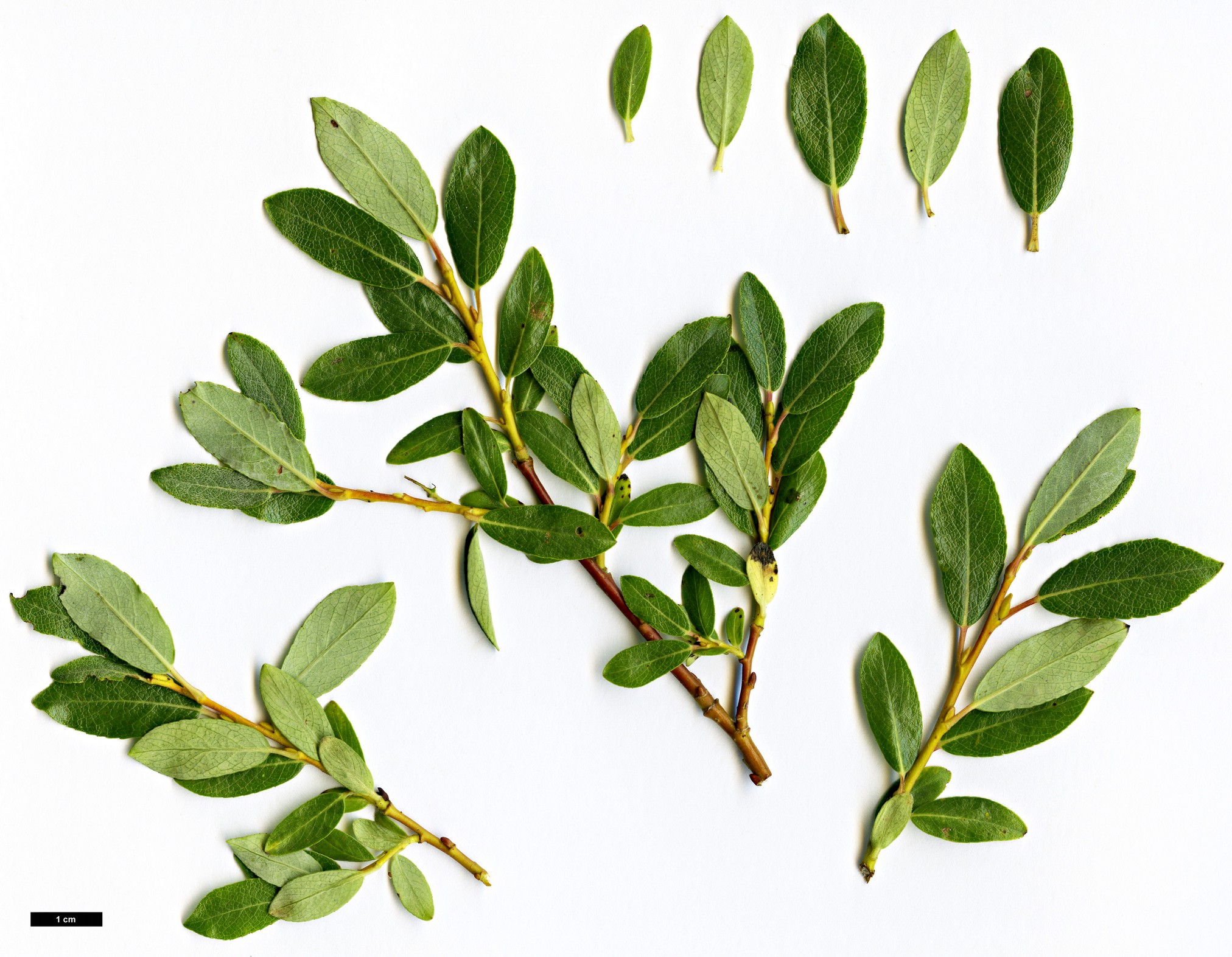 High resolution image: Family: Salicaceae - Genus: Salix - Taxon: phylicifolia