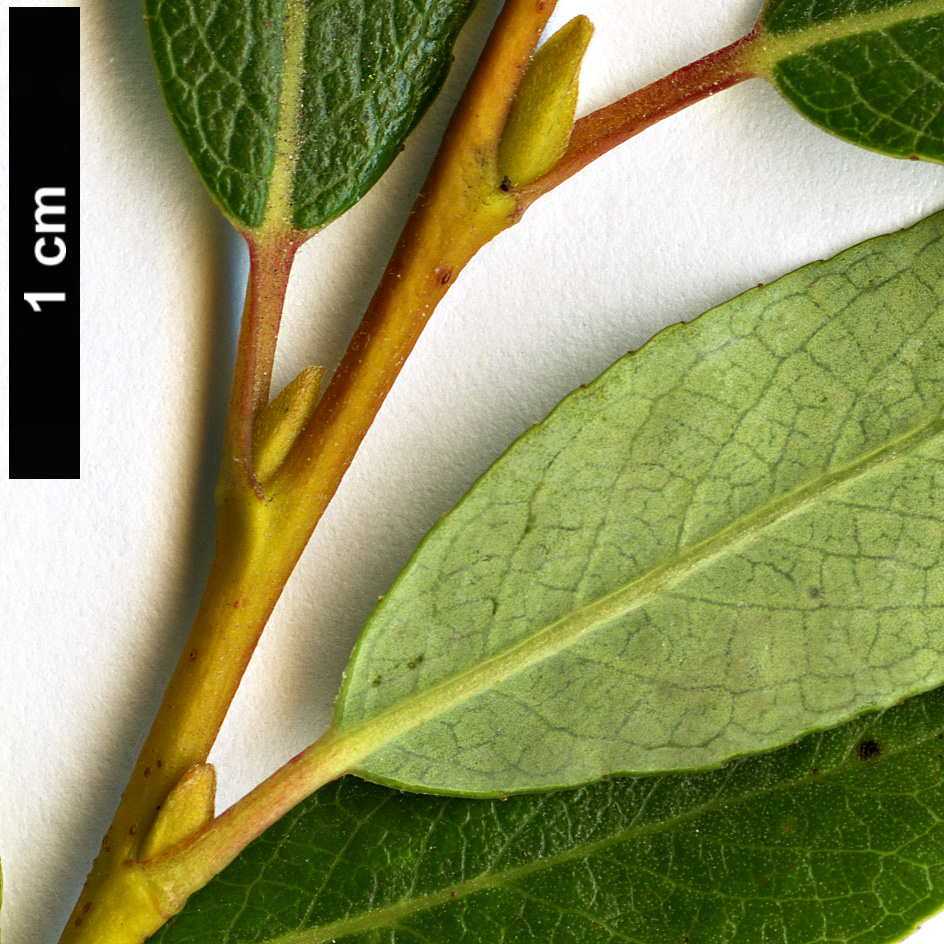 High resolution image: Family: Salicaceae - Genus: Salix - Taxon: phylicifolia