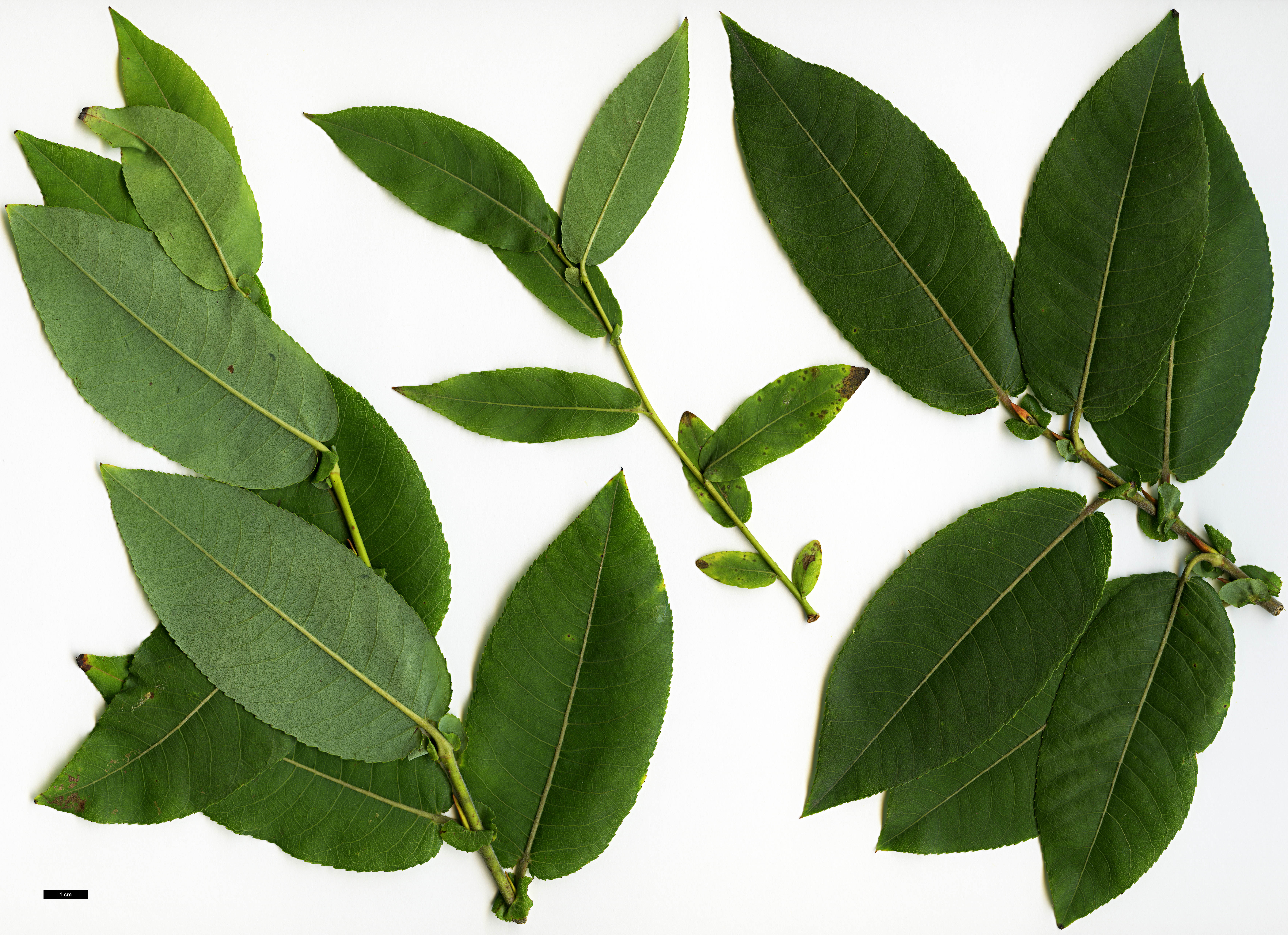 High resolution image: Family: Salicaceae - Genus: Salix - Taxon: pyrifolia High resolution image: Family: Salicaceae - Genus: Salix - Taxon: pyrifolia