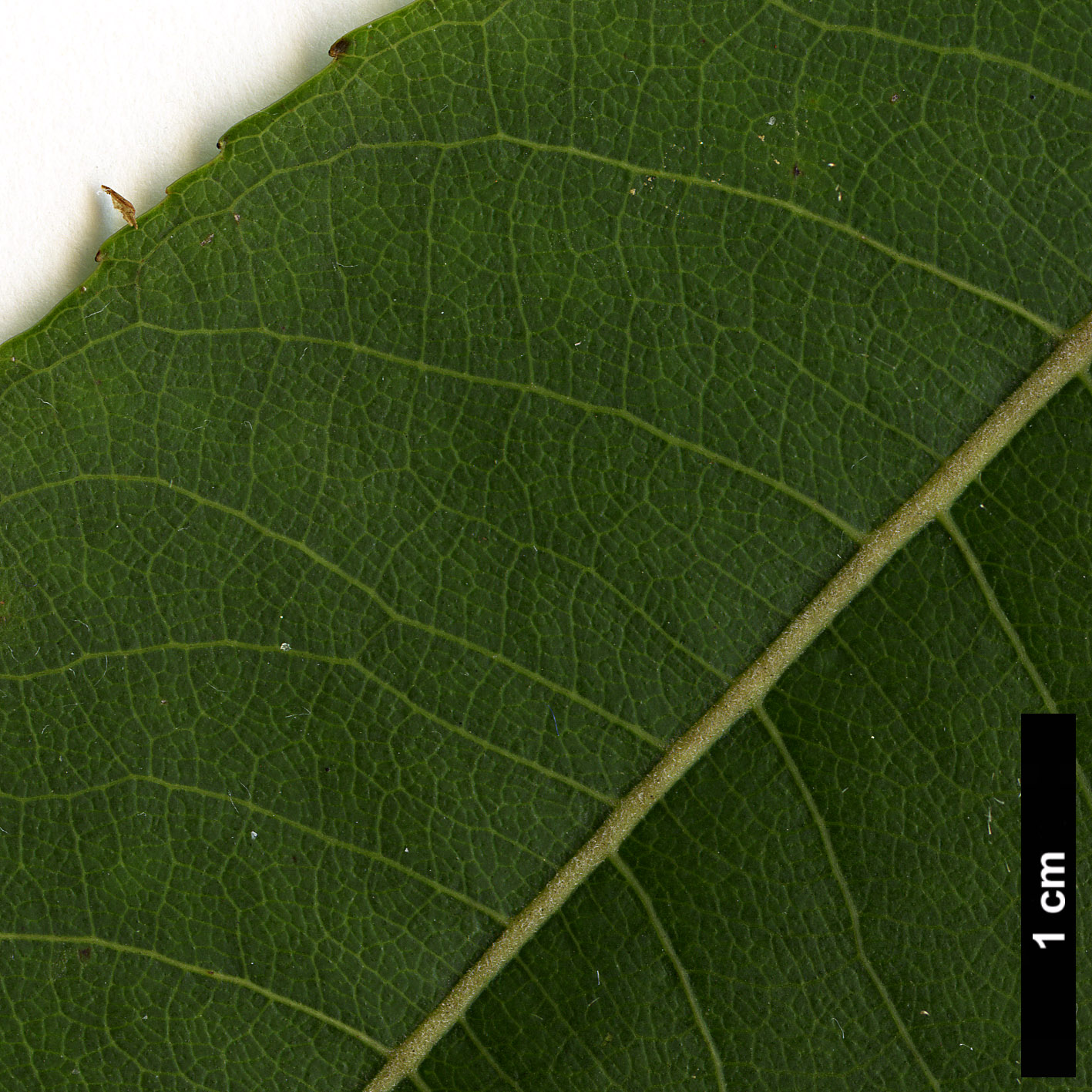 High resolution image: Family: Salicaceae - Genus: Salix - Taxon: pyrifolia