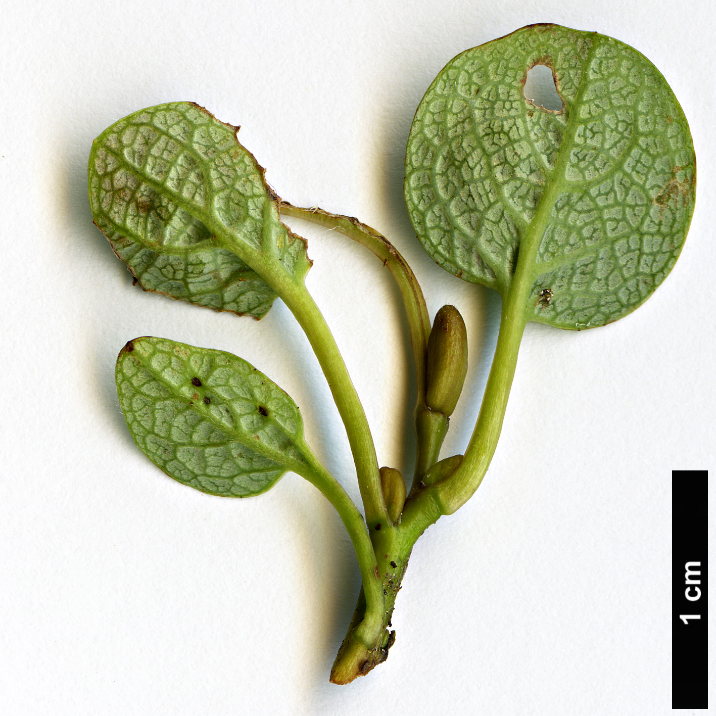 High resolution image: Family: Salicaceae - Genus: Salix - Taxon: reticulata