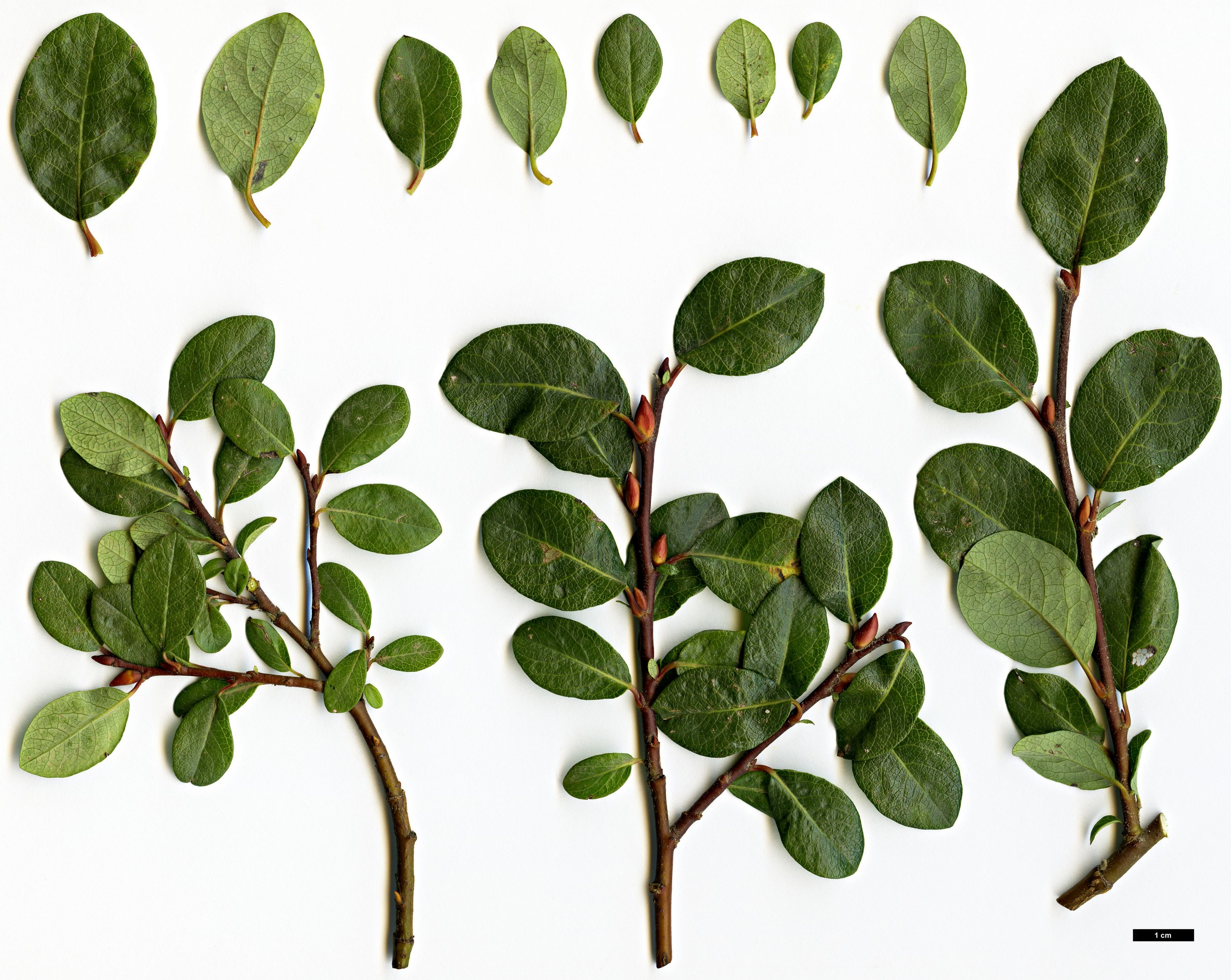 High resolution image: Family: Salicaceae - Genus: Salix - Taxon: saxatilis