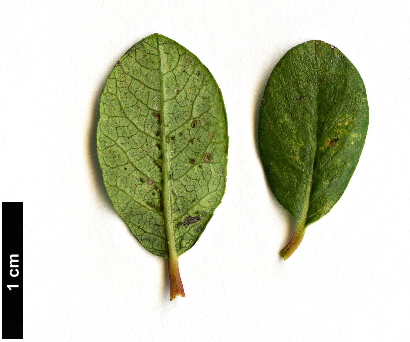 High resolution image: Family: Salicaceae - Genus: Salix - Taxon: saxatilis