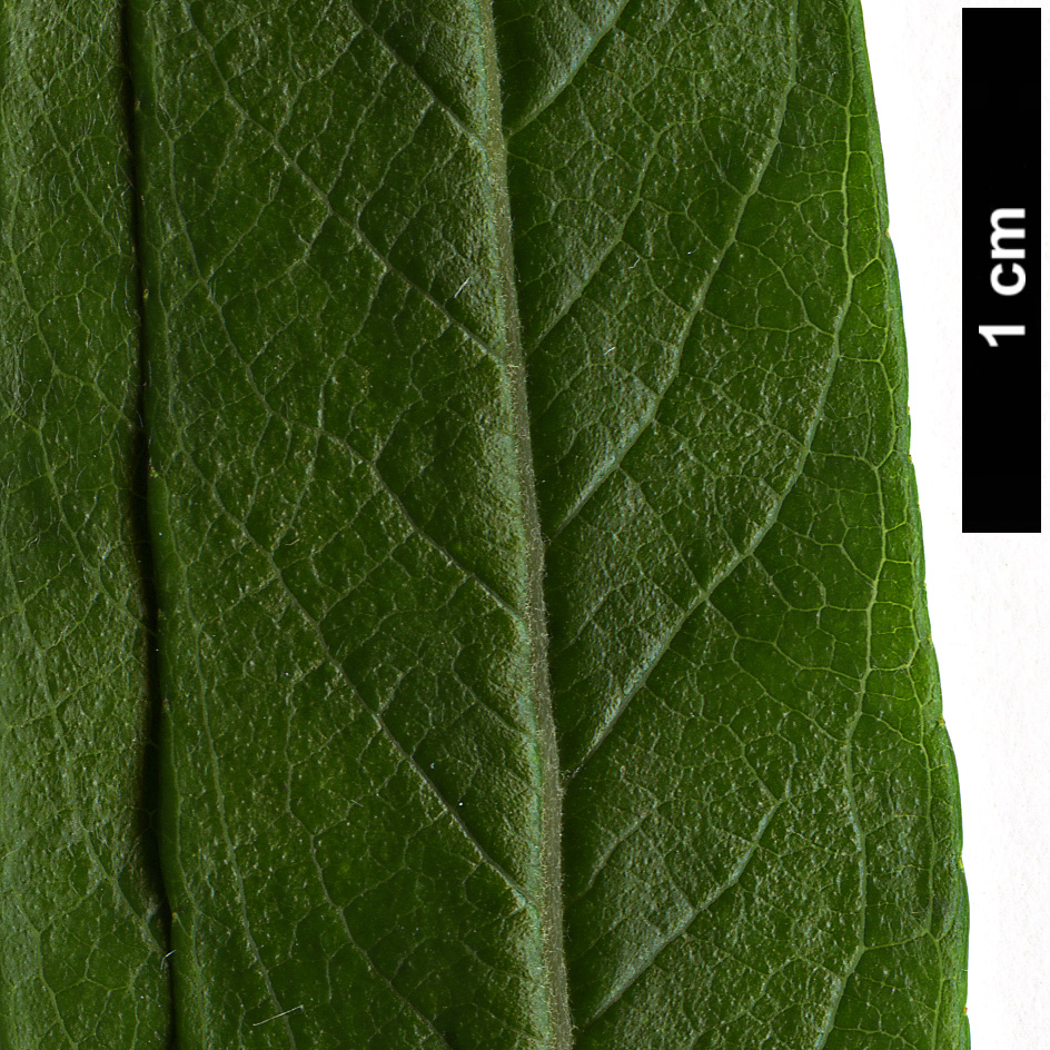 High resolution image: Family: Salicaceae - Genus: Salix - Taxon: schwerinii