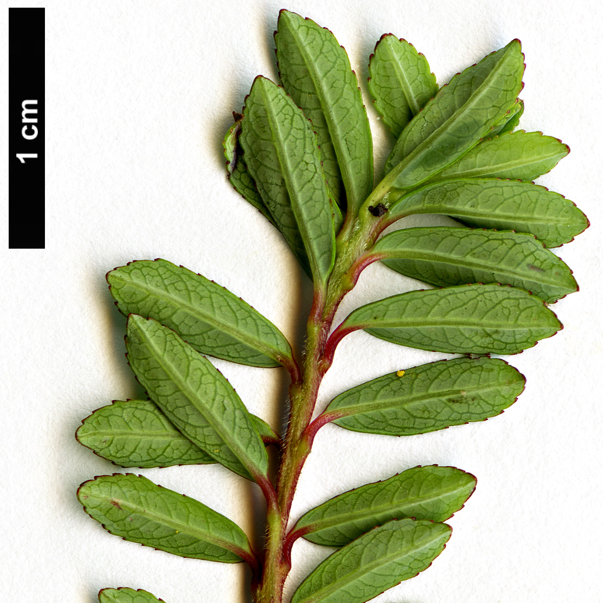 High resolution image: Family: Salicaceae - Genus: Salix - Taxon: serpyllum