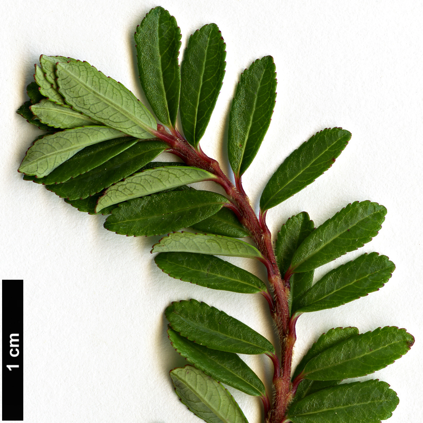 High resolution image: Family: Salicaceae - Genus: Salix - Taxon: serpyllum