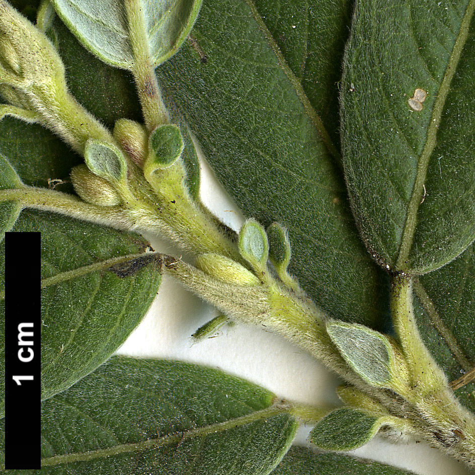 High resolution image: Family: Salicaceae - Genus: Salix - Taxon: subopposita