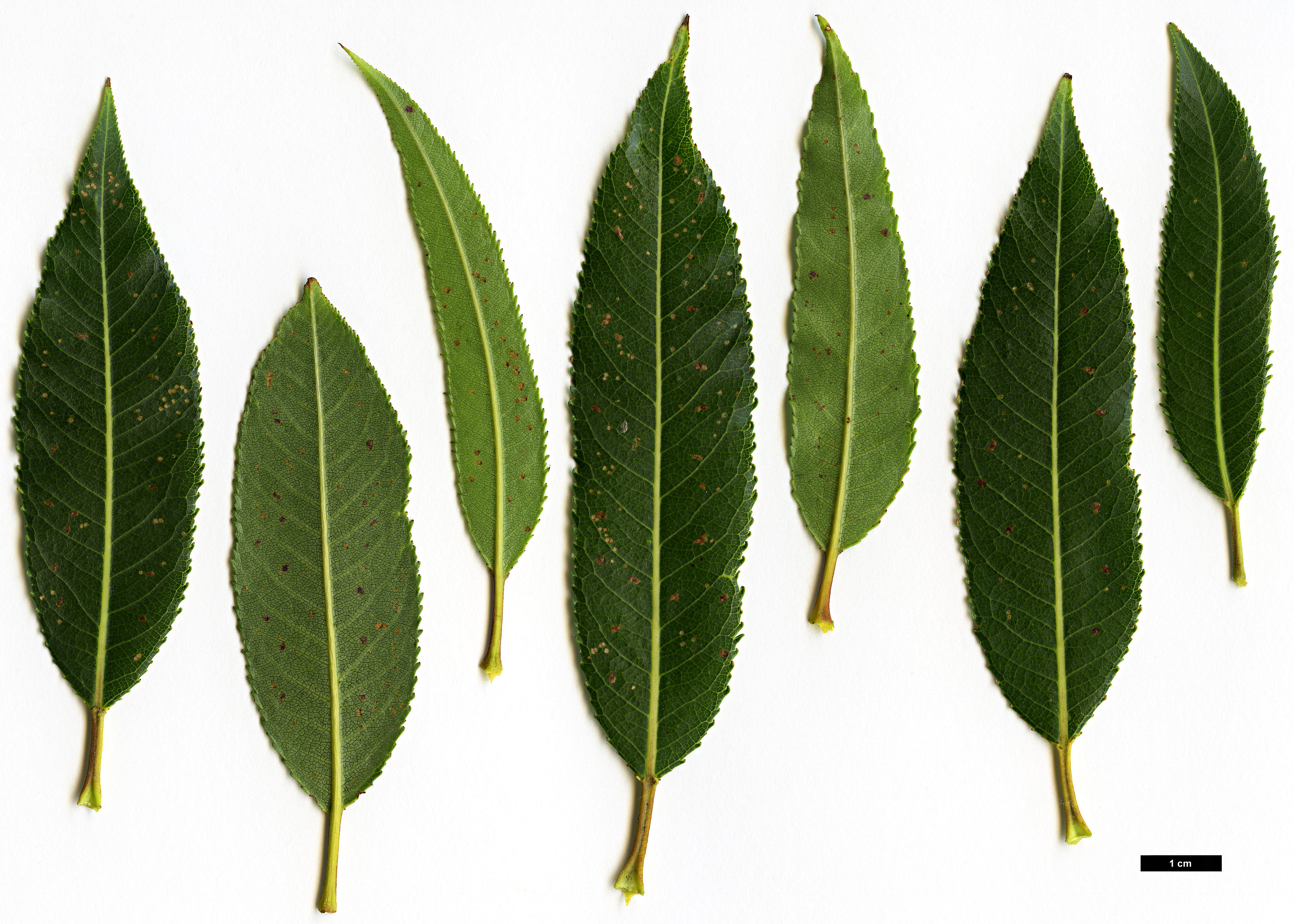 High resolution image: Family: Salicaceae - Genus: Salix - Taxon: triandra