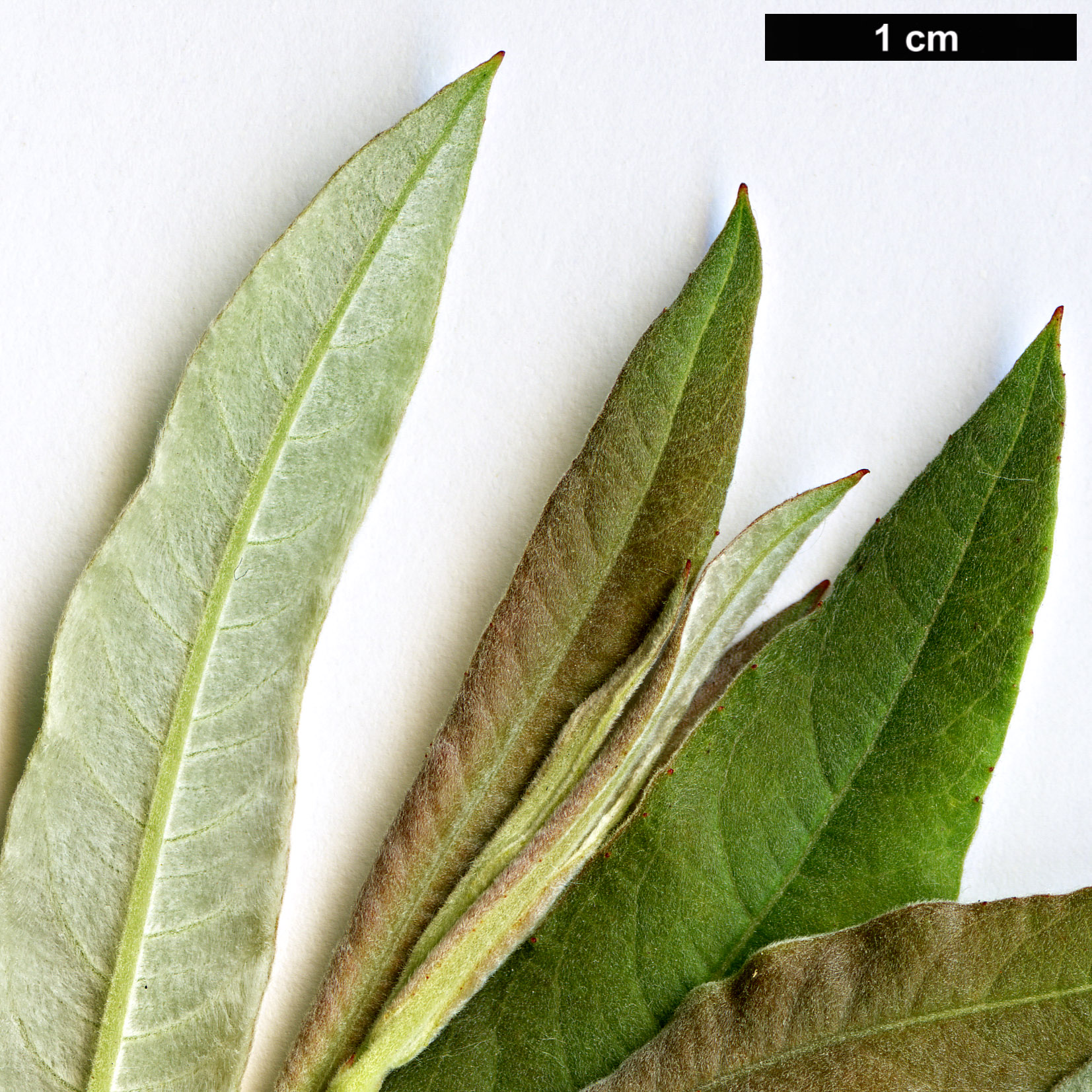 High resolution image: Family: Salicaceae - Genus: Salix - Taxon: turanica High resolution image: Family: Salicaceae - Genus: Salix - Taxon: turanica