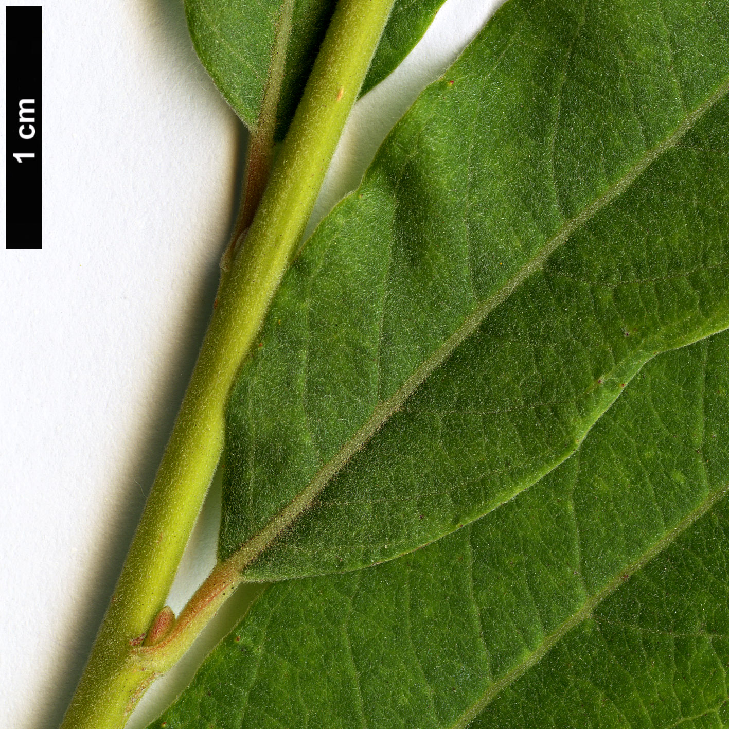 High resolution image: Family: Salicaceae - Genus: Salix - Taxon: turanica
