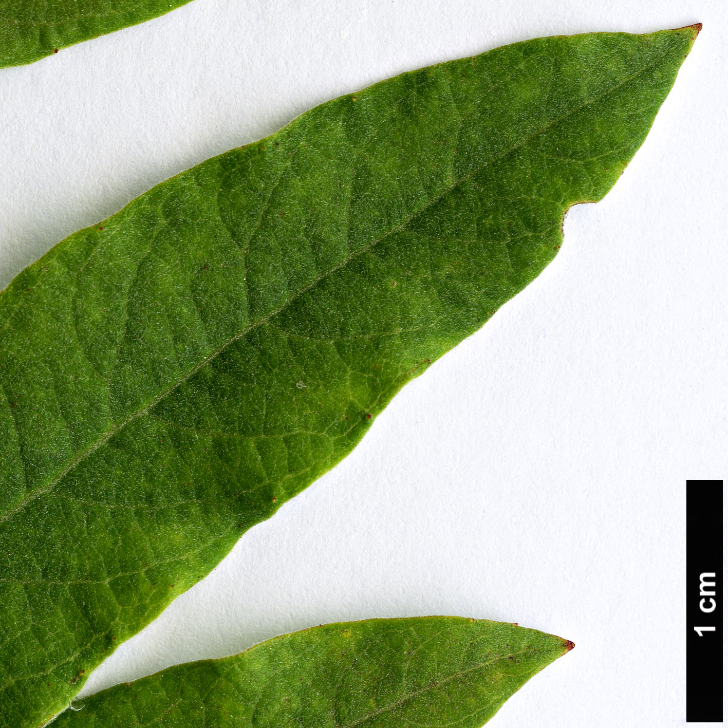 High resolution image: Family: Salicaceae - Genus: Salix - Taxon: turanica