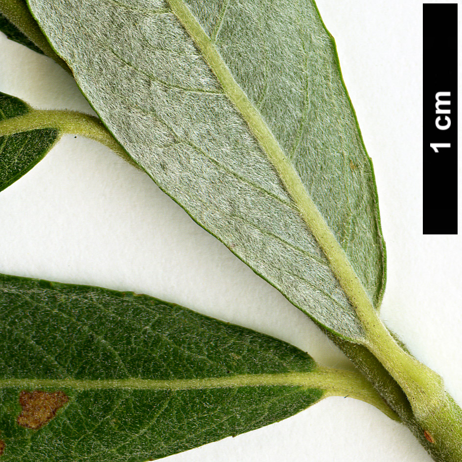 High resolution image: Family: Salicaceae - Genus: Salix - Taxon: viminalis