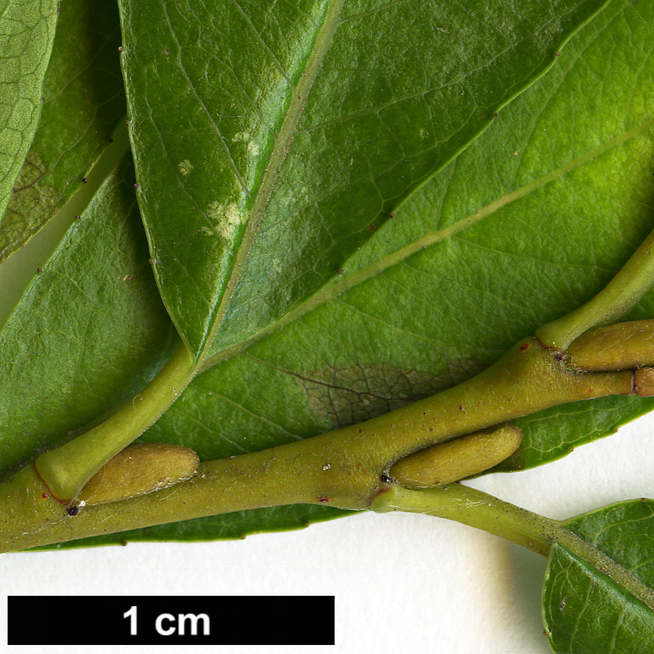 High resolution image: Family: Salicaceae - Genus: Salix - Taxon: waldsteiniana High resolution image: Family: Salicaceae - Genus: Salix - Taxon: waldsteiniana