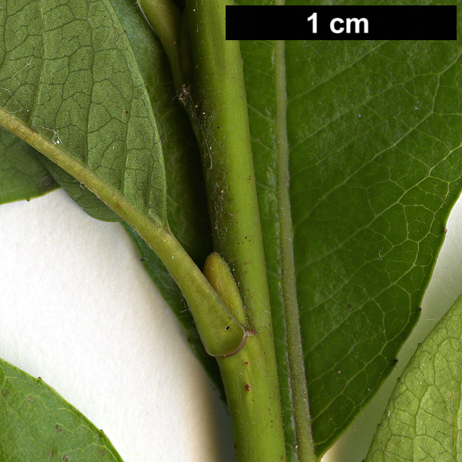 High resolution image: Family: Salicaceae - Genus: Salix - Taxon: waldsteiniana High resolution image: Family: Salicaceae - Genus: Salix - Taxon: waldsteiniana