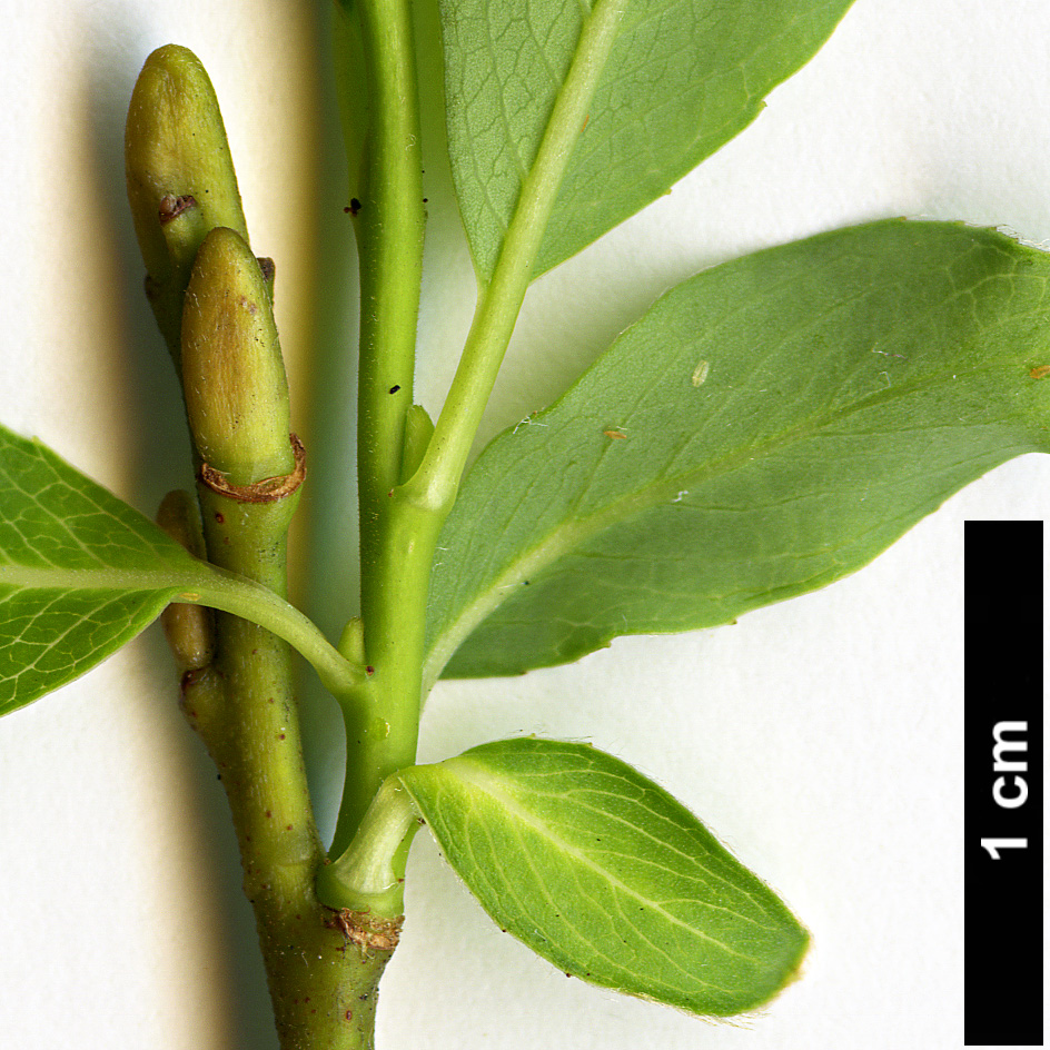 High resolution image: Family: Salicaceae - Genus: Salix - Taxon: waldsteiniana High resolution image: Family: Salicaceae - Genus: Salix - Taxon: waldsteiniana