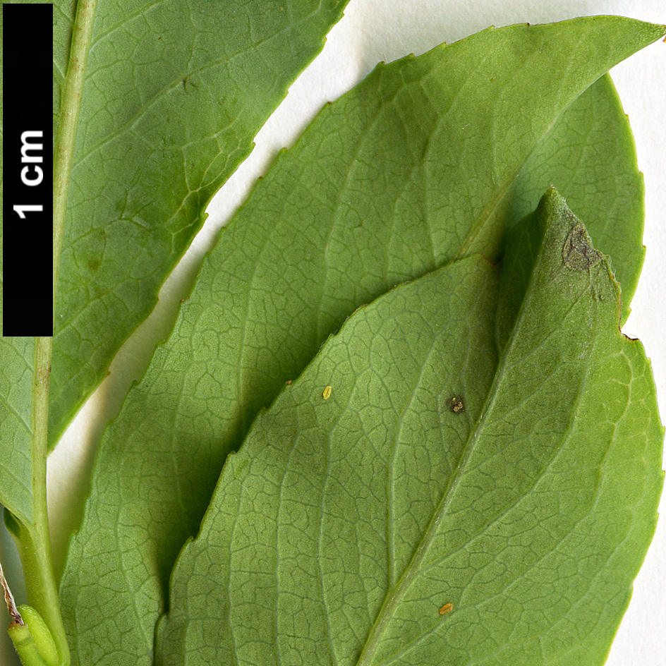 High resolution image: Family: Salicaceae - Genus: Salix - Taxon: waldsteiniana