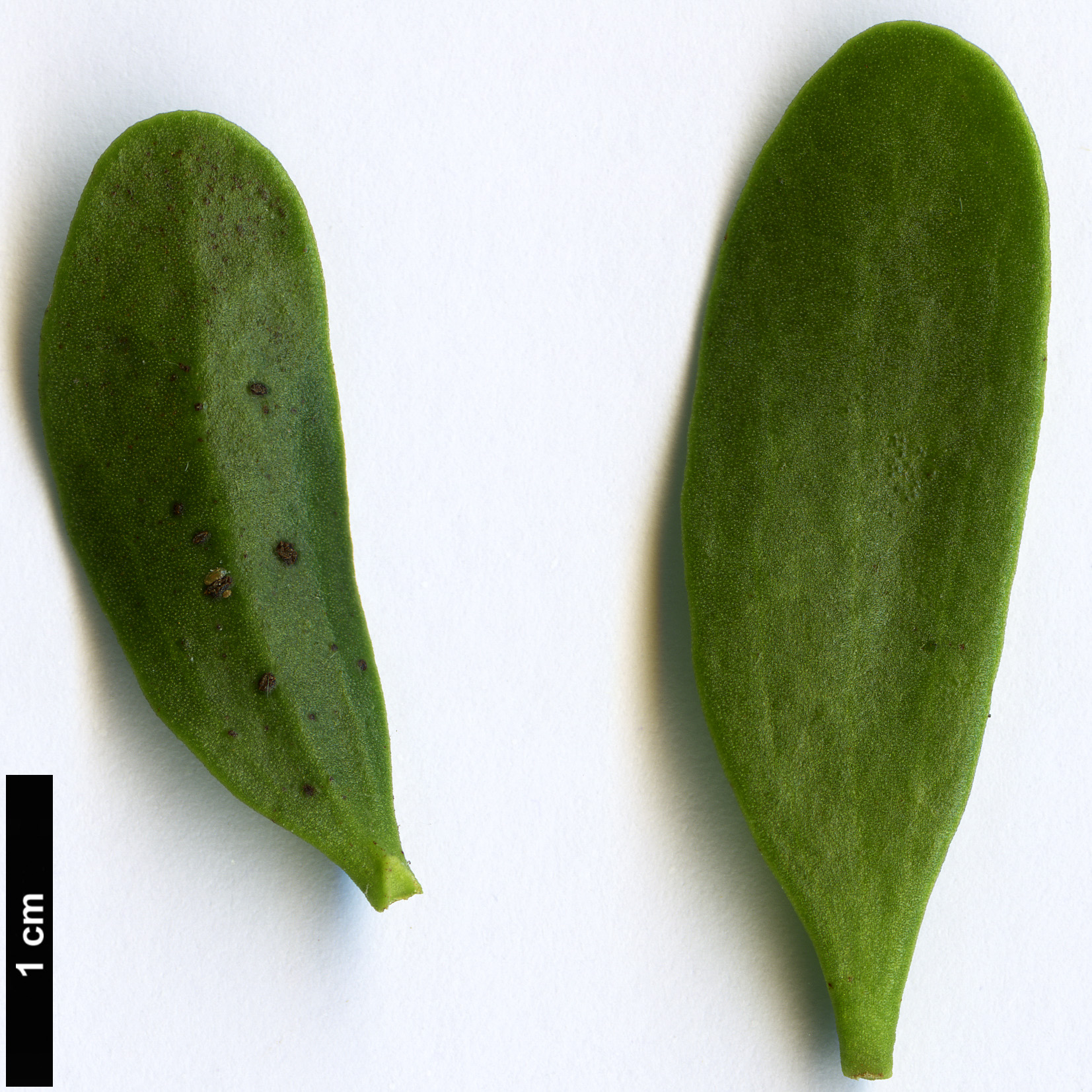 High resolution image: Family: Santalaceae - Genus: Viscum - Taxon: cruciatum