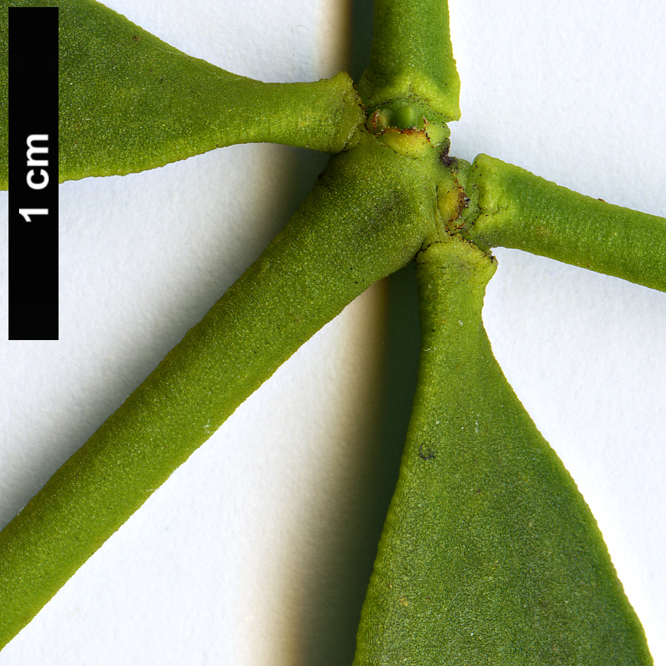High resolution image: Family: Santalaceae - Genus: Viscum - Taxon: cruciatum