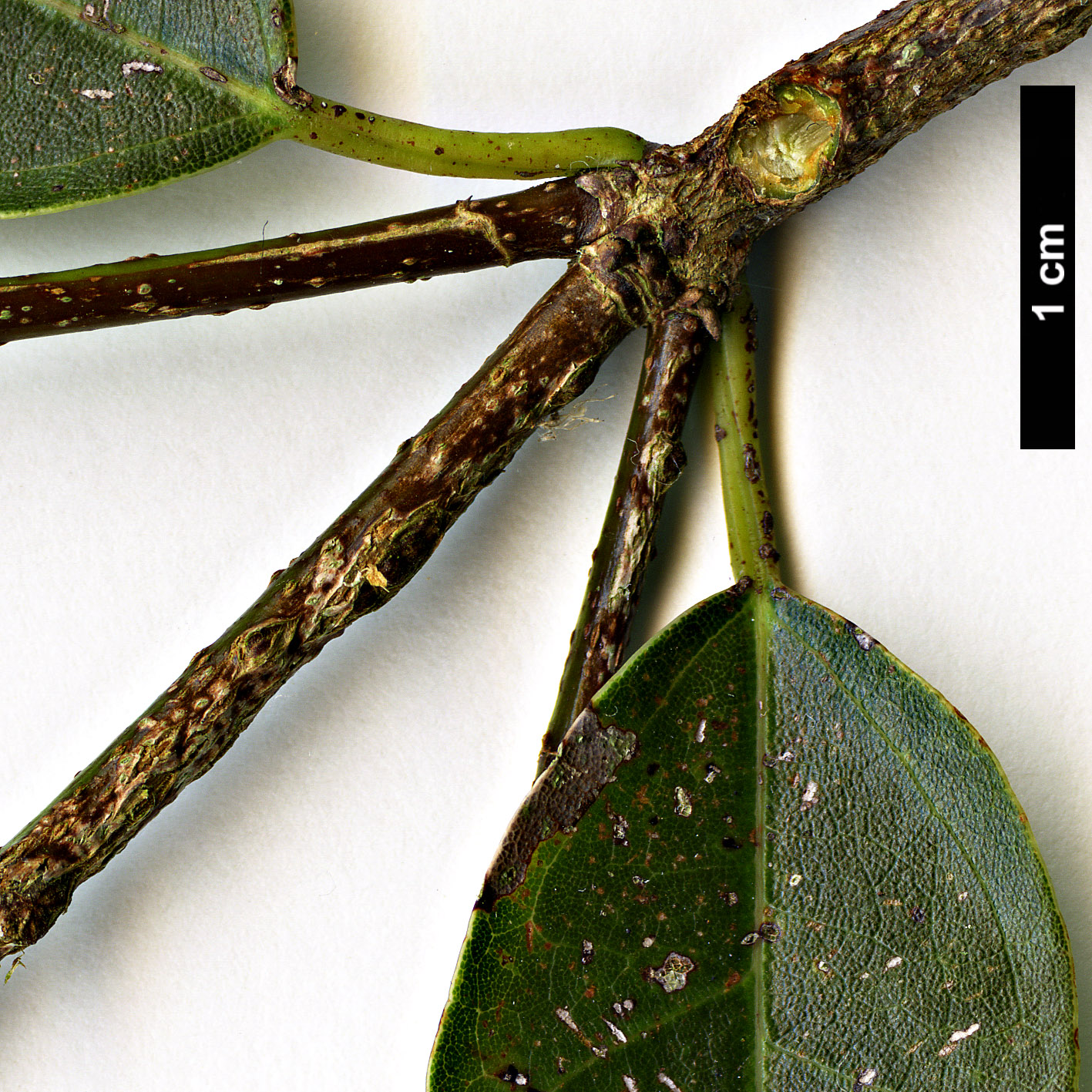 High resolution image: Family: Sapindaceae - Genus: Acer - Taxon: albopurpurascens