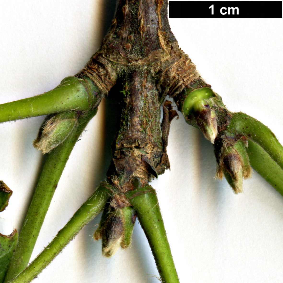 High resolution image: Family: Sapindaceae - Genus: Acer - Taxon: amamiense