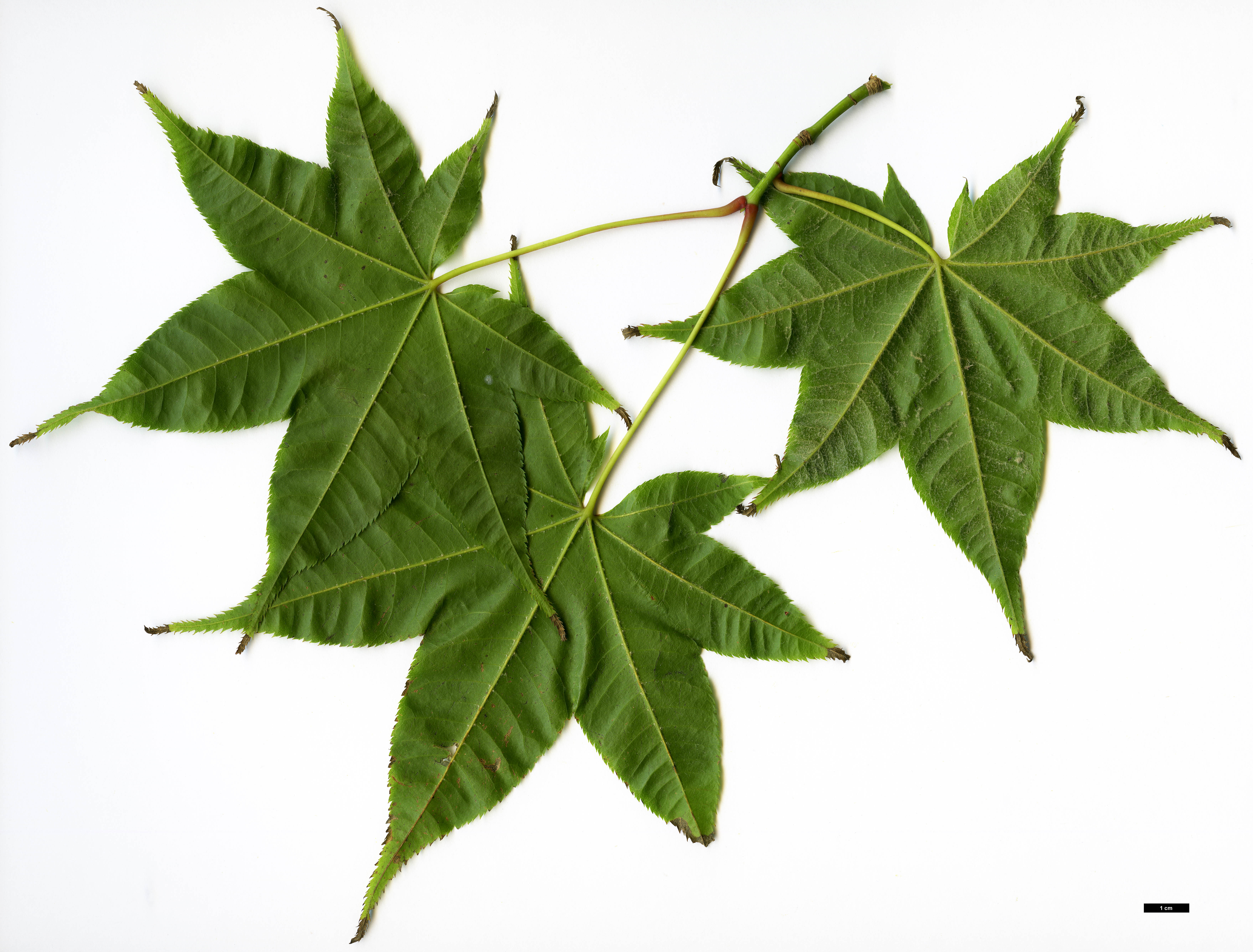 High resolution image: Family: Sapindaceae - Genus: Acer - Taxon: campbellii