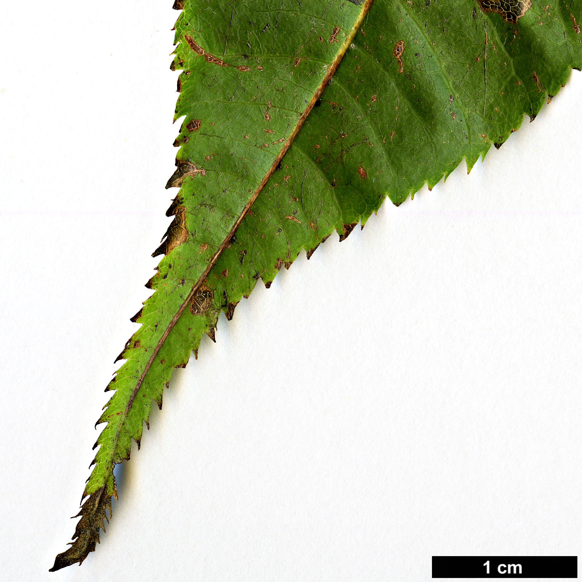 High resolution image: Family: Sapindaceae - Genus: Acer - Taxon: campbellii