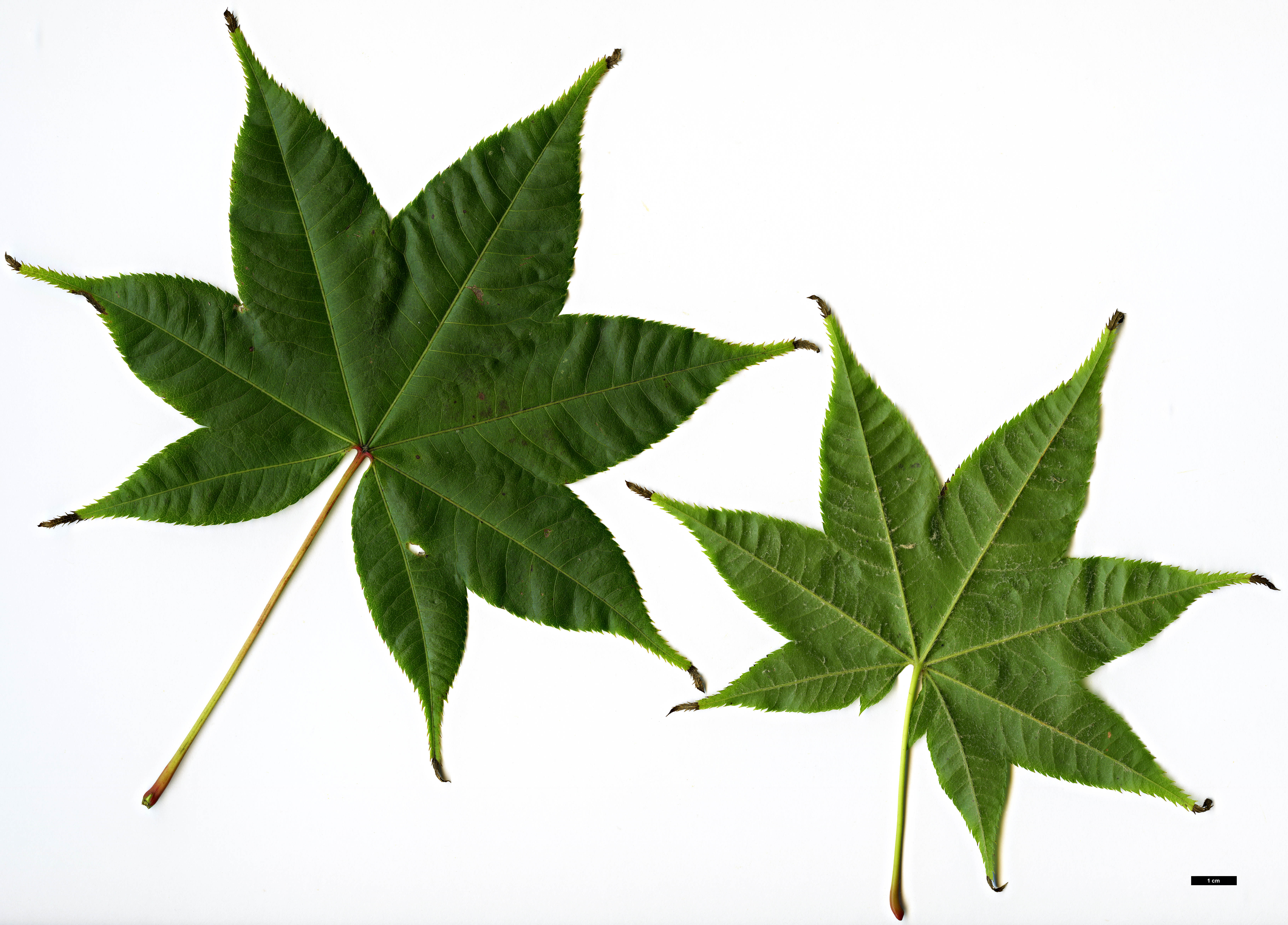 High resolution image: Family: Sapindaceae - Genus: Acer - Taxon: campbellii