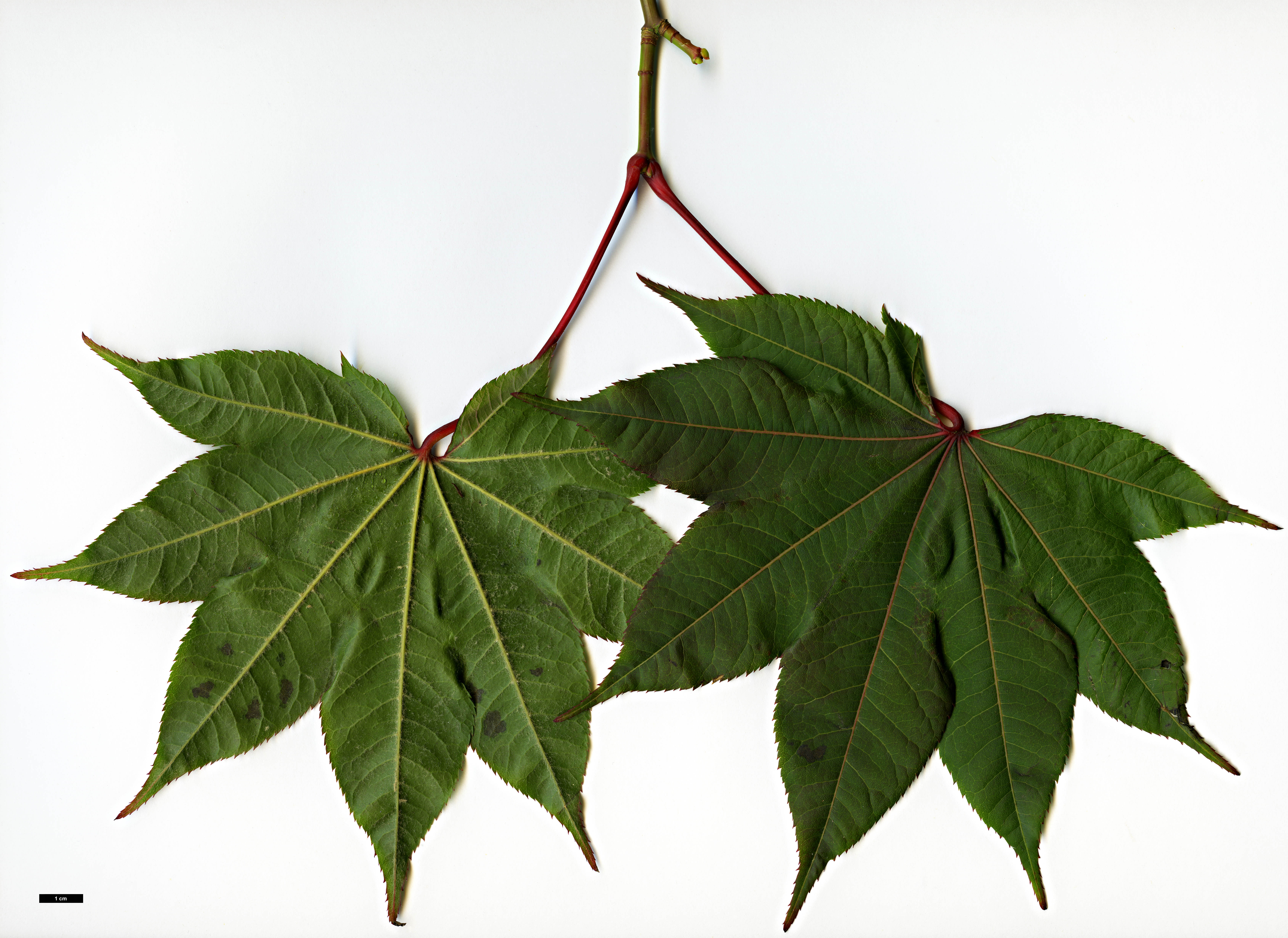 High resolution image: Family: Sapindaceae - Genus: Acer - Taxon: campbellii