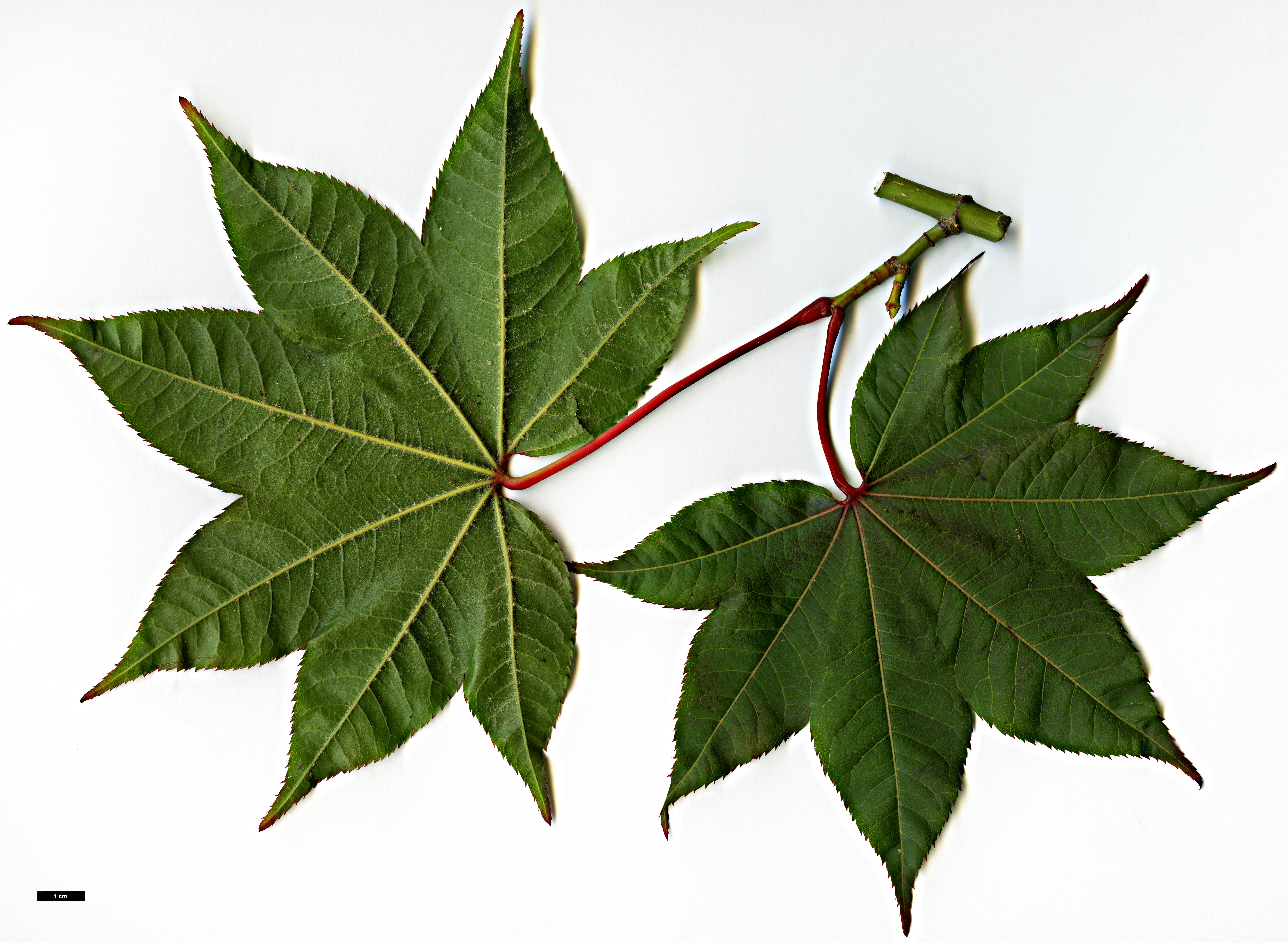 High resolution image: Family: Sapindaceae - Genus: Acer - Taxon: campbellii