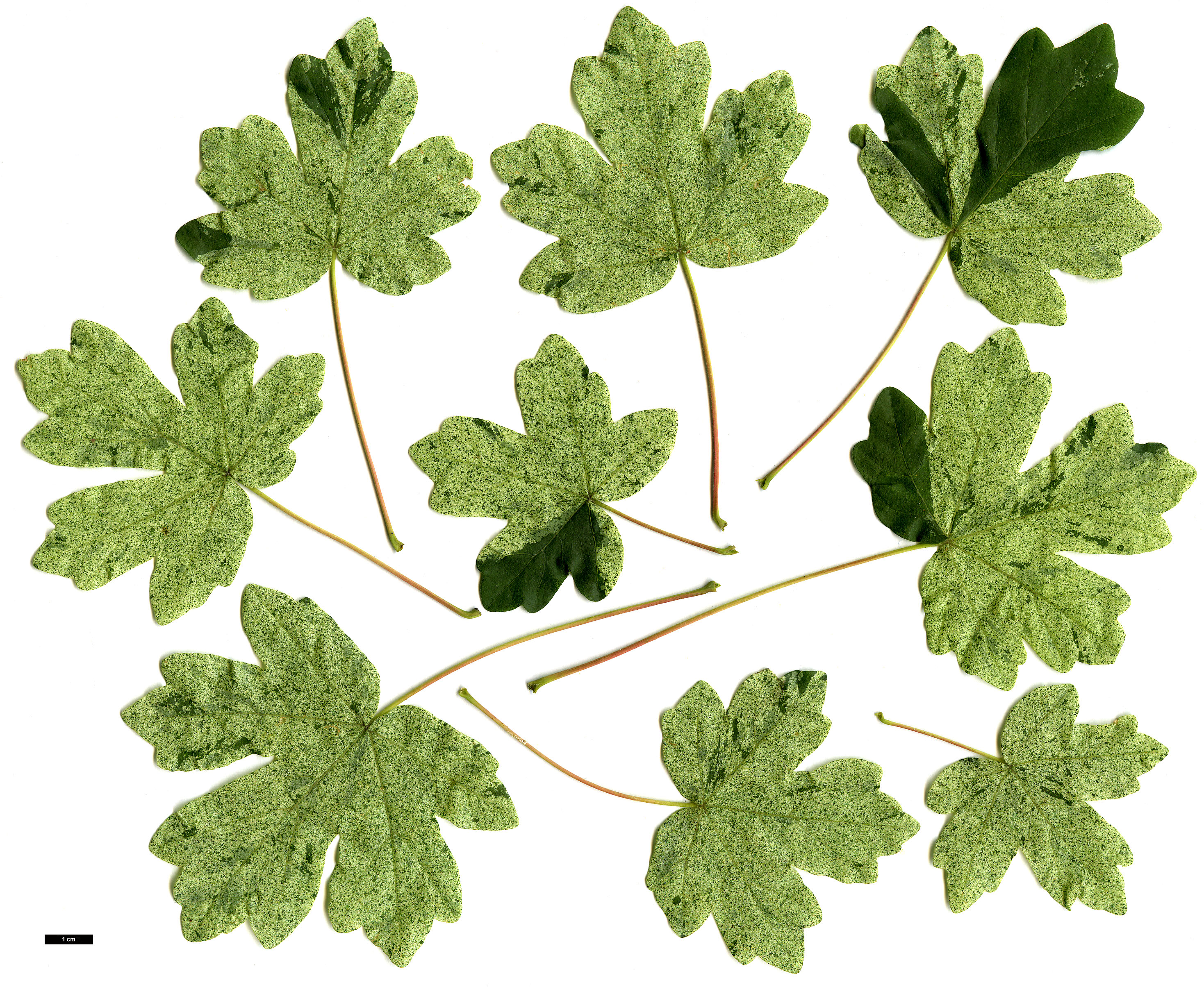 High resolution image: Family: Sapindaceae - Genus: Acer - Taxon: campestre - SpeciesSub: 'Pulverulentum' High resolution image: Family: Sapindaceae - Genus: Acer - Taxon: campestre - SpeciesSub: 'Pulverulentum'