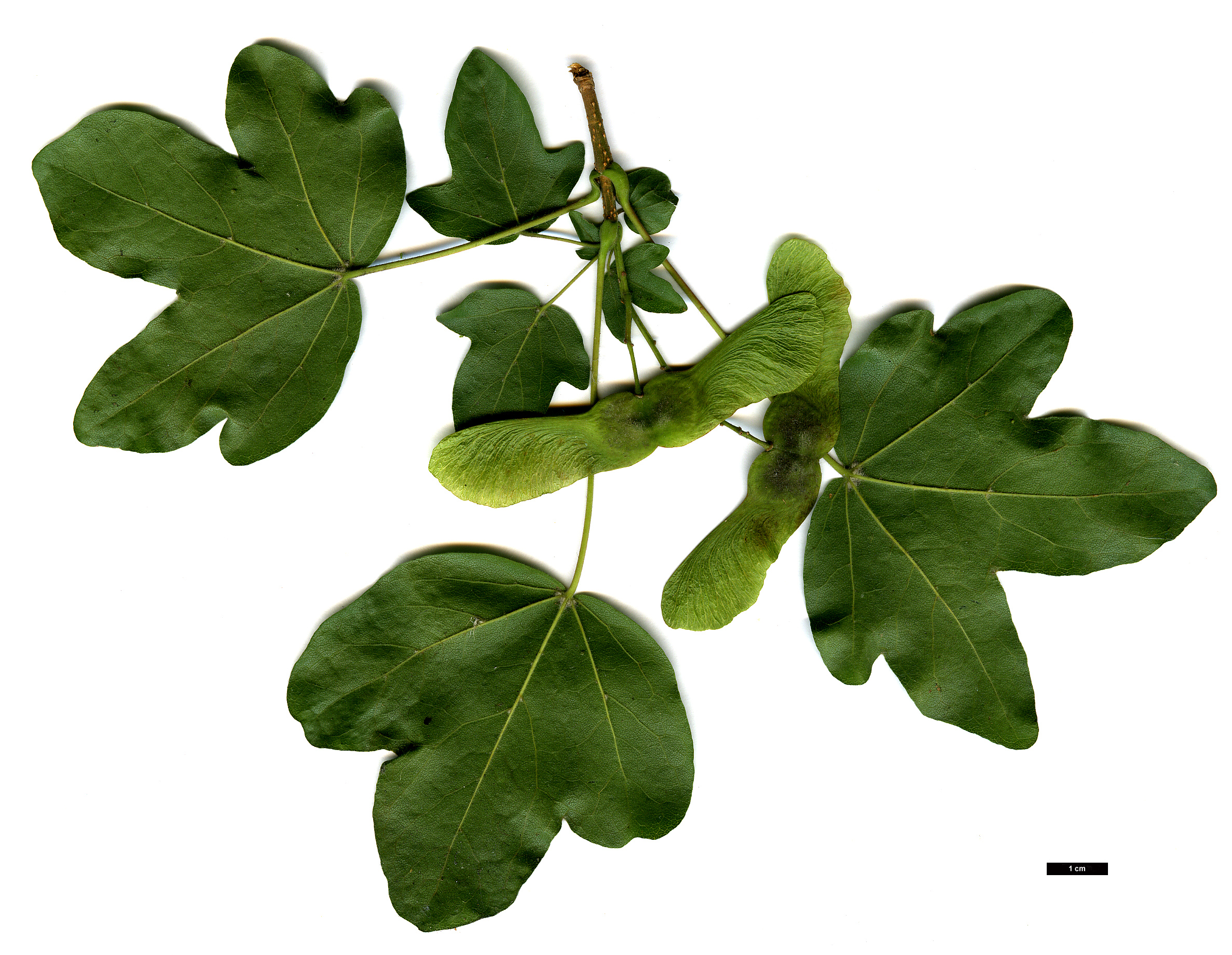 High resolution image: Family: Sapindaceae - Genus: Acer - Taxon: campestre High resolution image: Family: Sapindaceae - Genus: Acer - Taxon: campestre