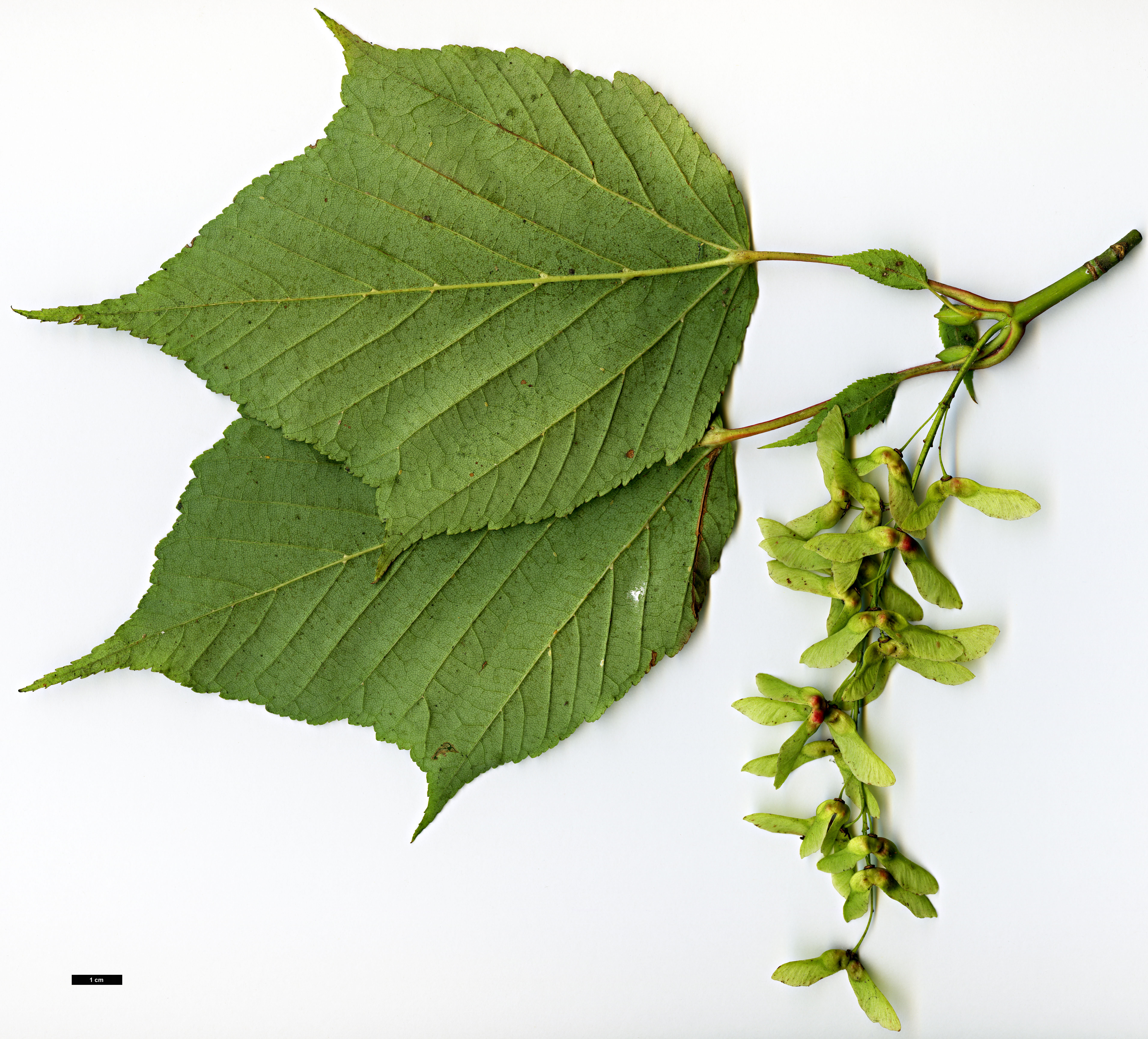 High resolution image: Family: Sapindaceae - Genus: Acer - Taxon: capillipes