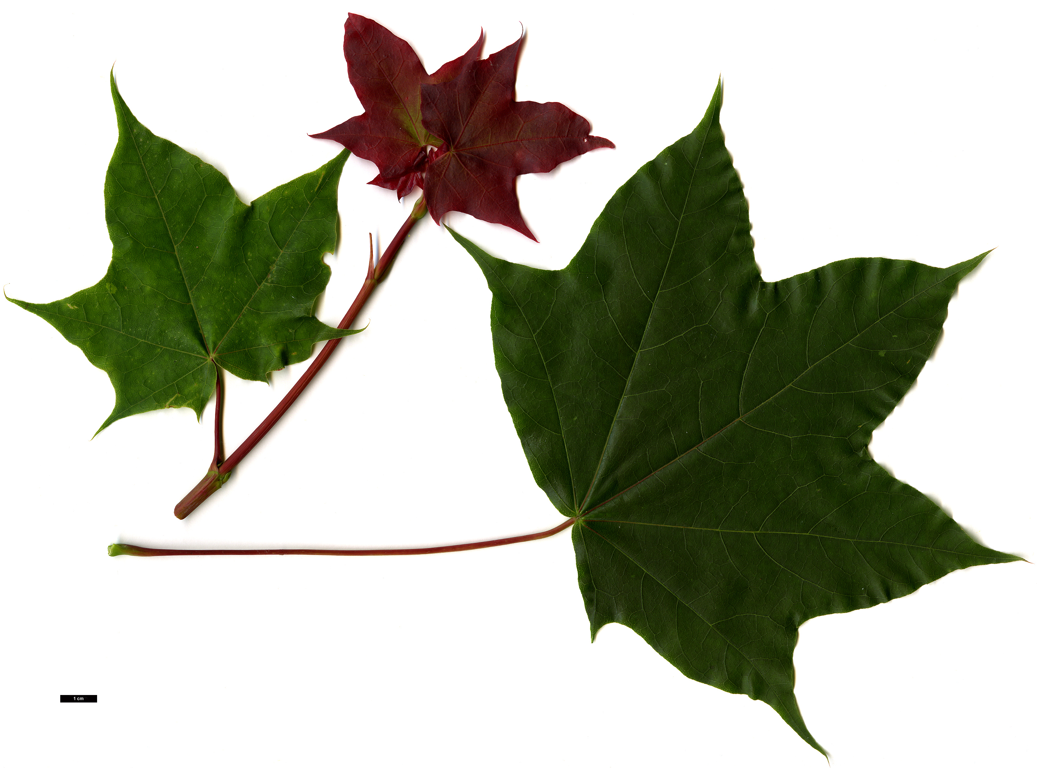 High resolution image: Family: Sapindaceae - Genus: Acer - Taxon: cappadocicum - SpeciesSub: 'Rubrum'
