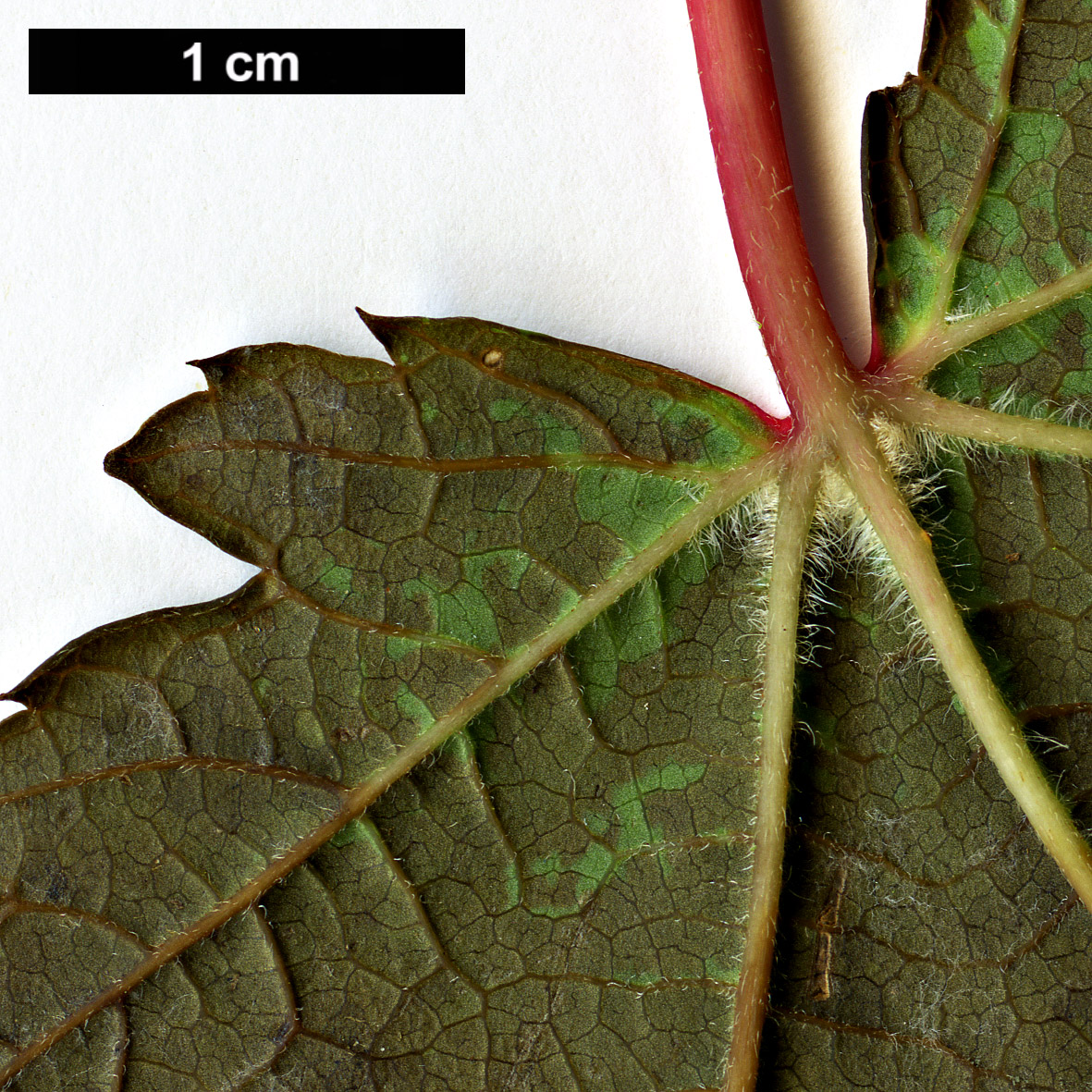 High resolution image: Family: Sapindaceae - Genus: Acer - Taxon: caudatum